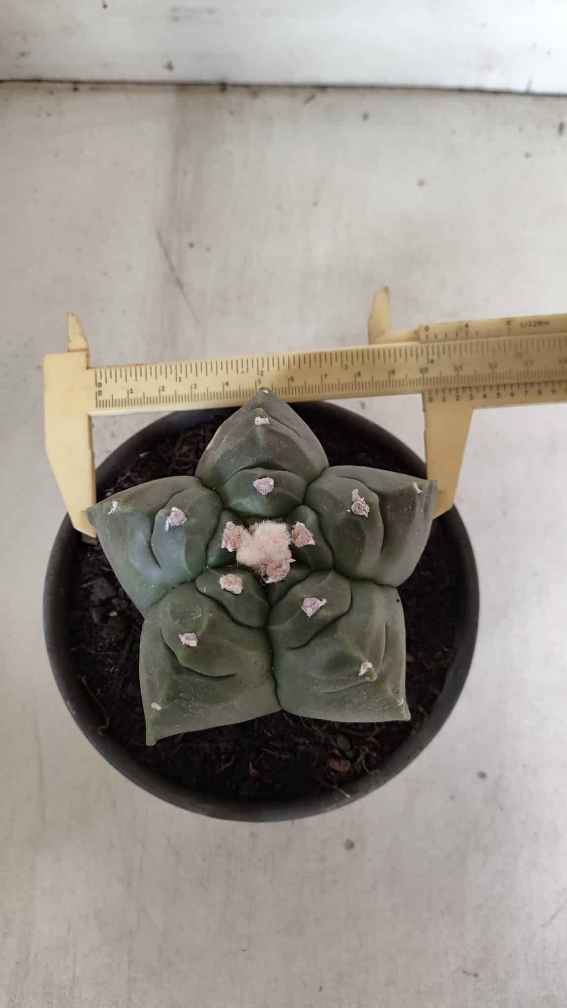 MATRIZ ASTROPHYTUM cv KIKKO  Nº 946 – vaso 15