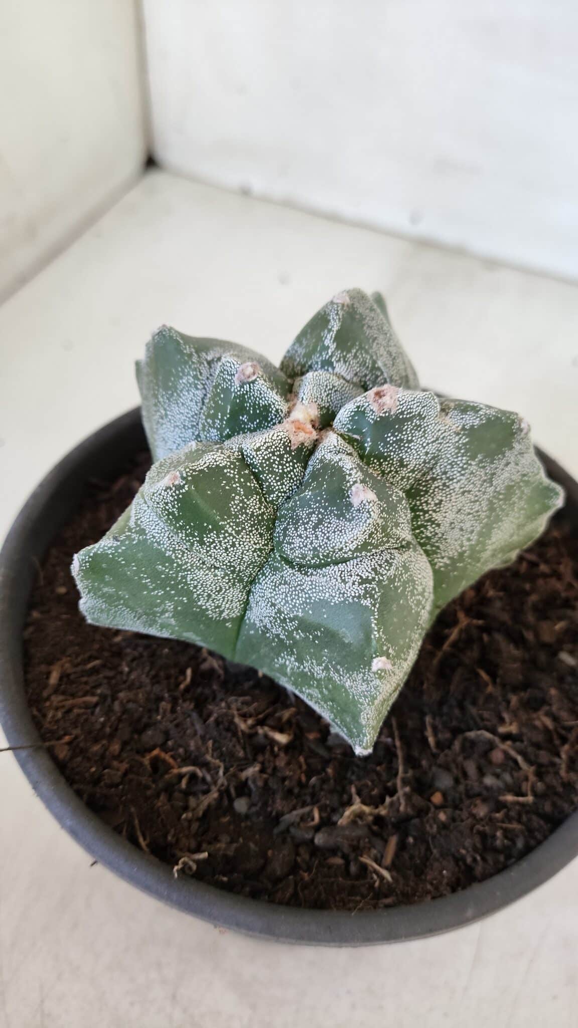 MATRIZ ASTROPHYTUM cv KIKKO  Nº 947 – vaso 15