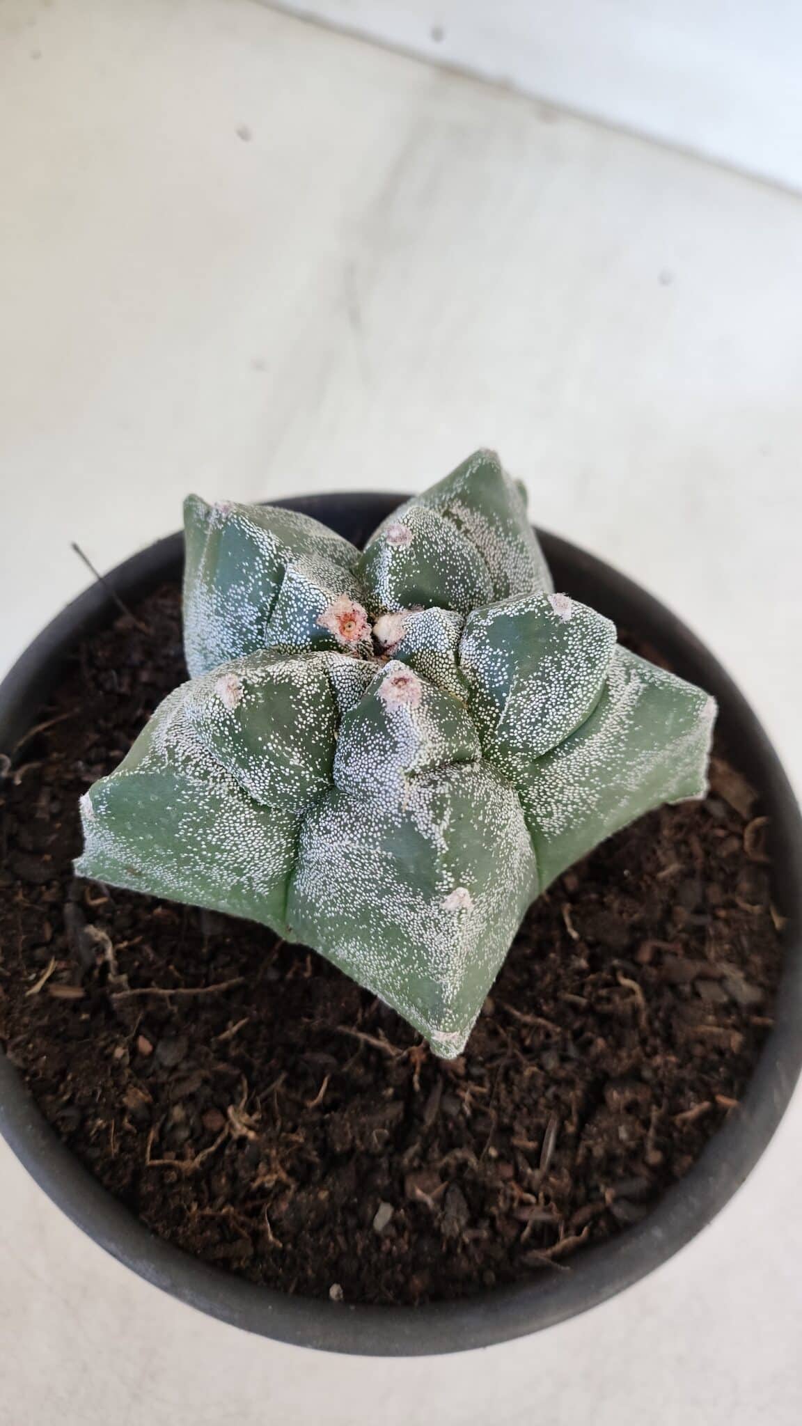 MATRIZ ASTROPHYTUM cv KIKKO  Nº 947 – vaso 15