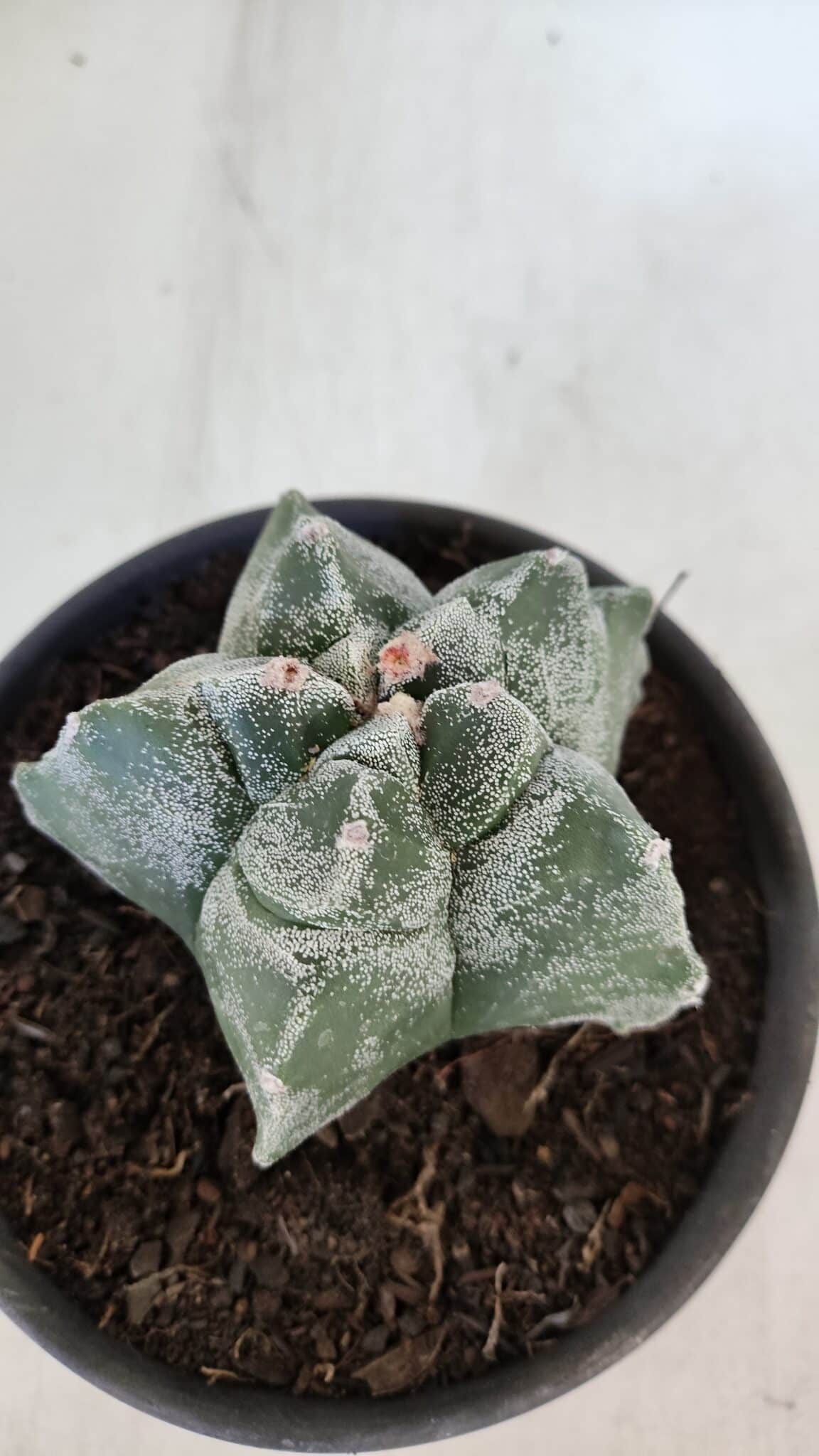 MATRIZ ASTROPHYTUM cv KIKKO  Nº 947 – vaso 15
