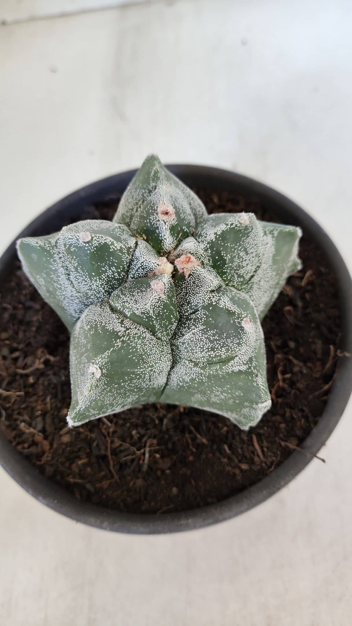 MATRIZ ASTROPHYTUM cv KIKKO  Nº 947 – vaso 15