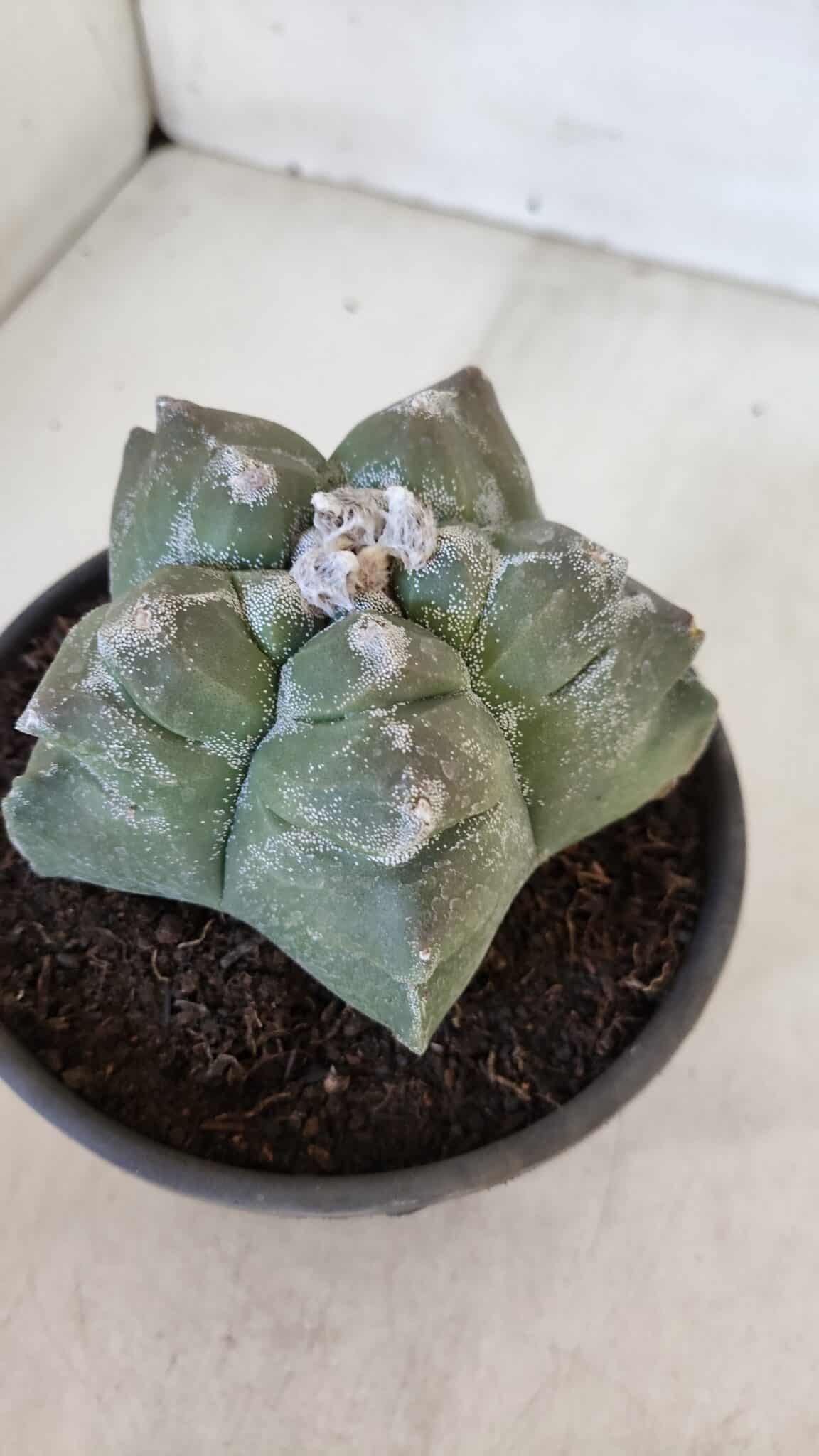 MATRIZ ASTROPHYTUM cv KIKKO  Nº 950 – vaso 15
