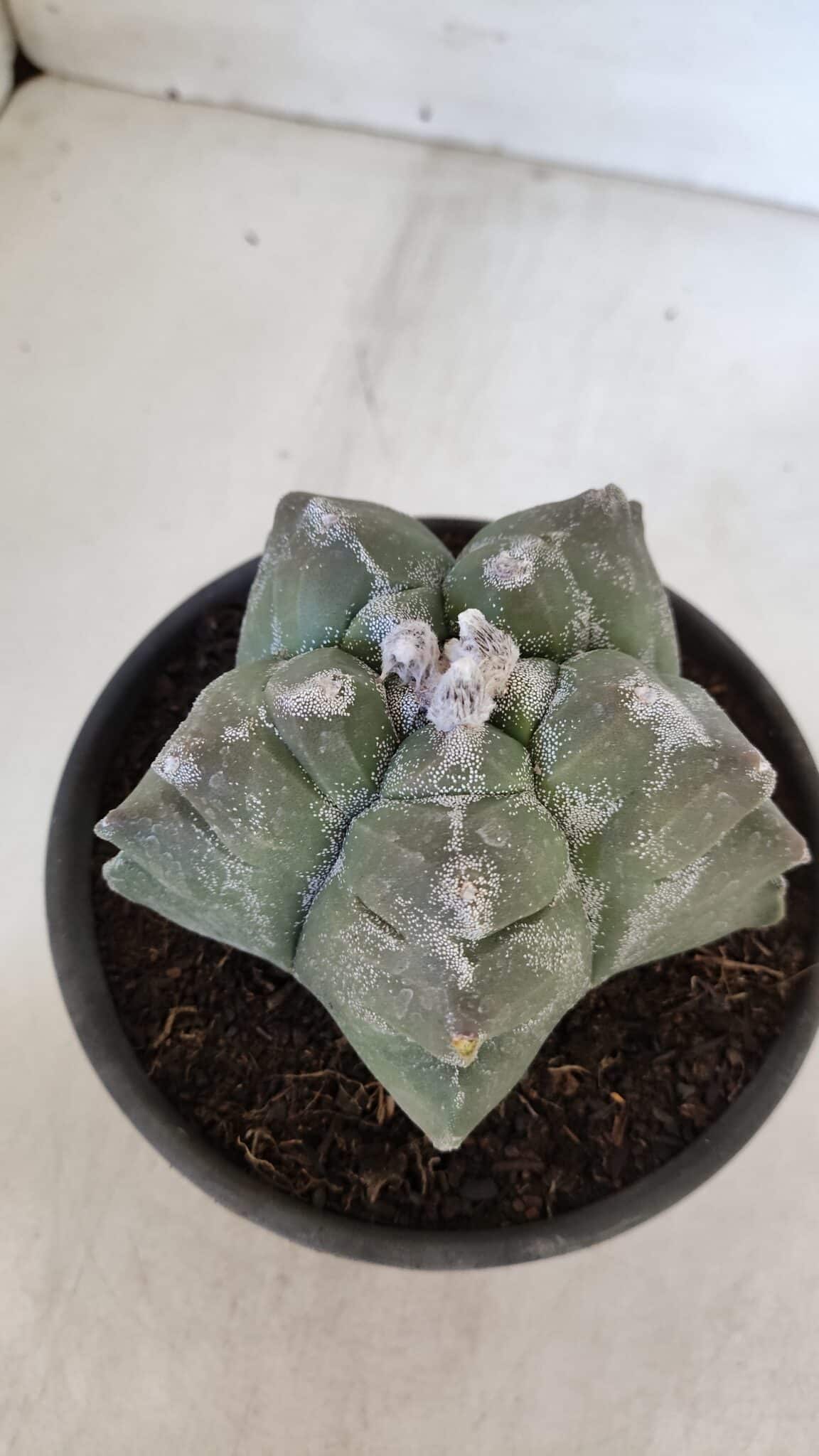 MATRIZ ASTROPHYTUM cv KIKKO  Nº 950 – vaso 15