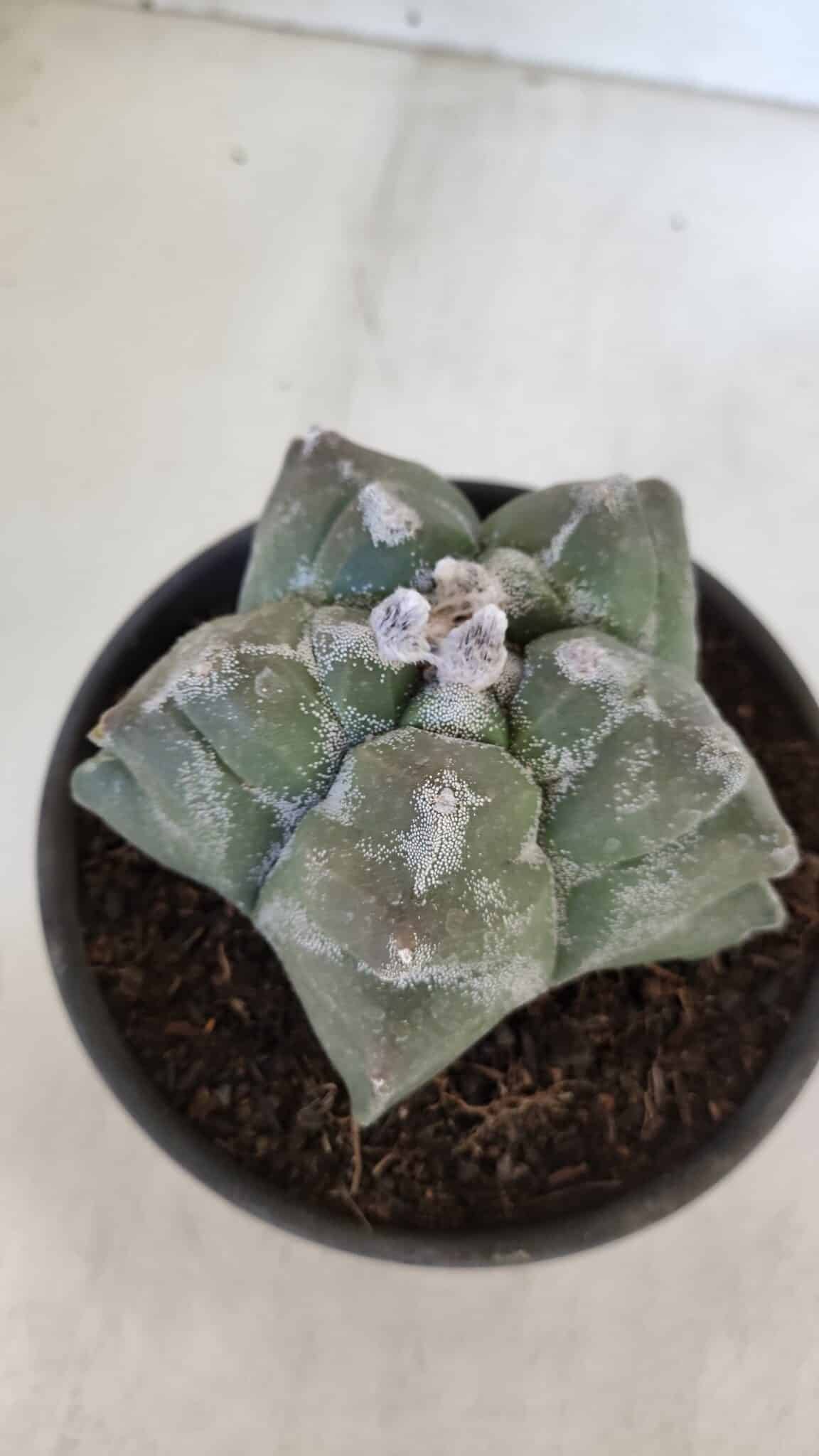 MATRIZ ASTROPHYTUM cv KIKKO  Nº 950 – vaso 15
