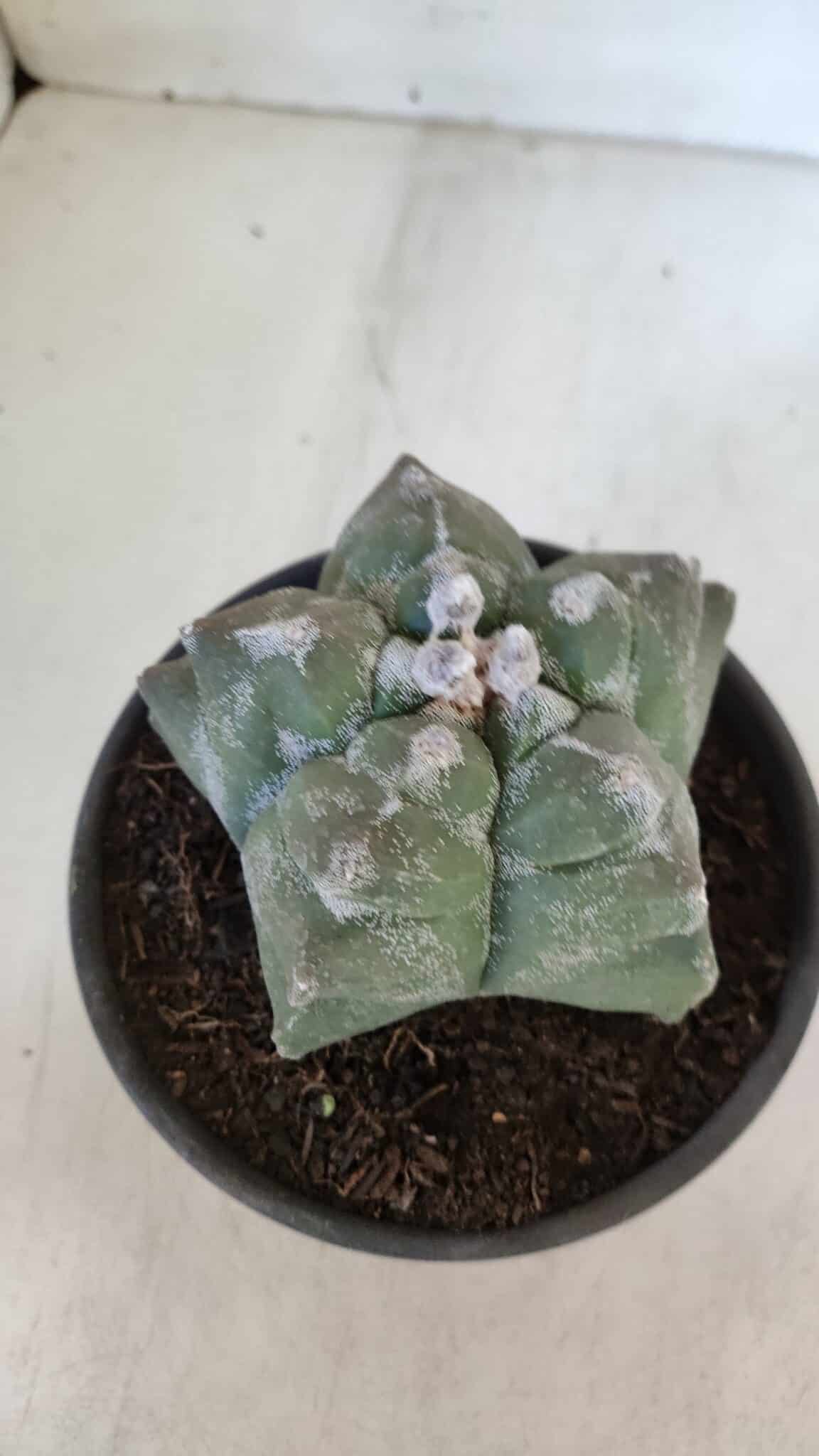 MATRIZ ASTROPHYTUM cv KIKKO  Nº 950 – vaso 15