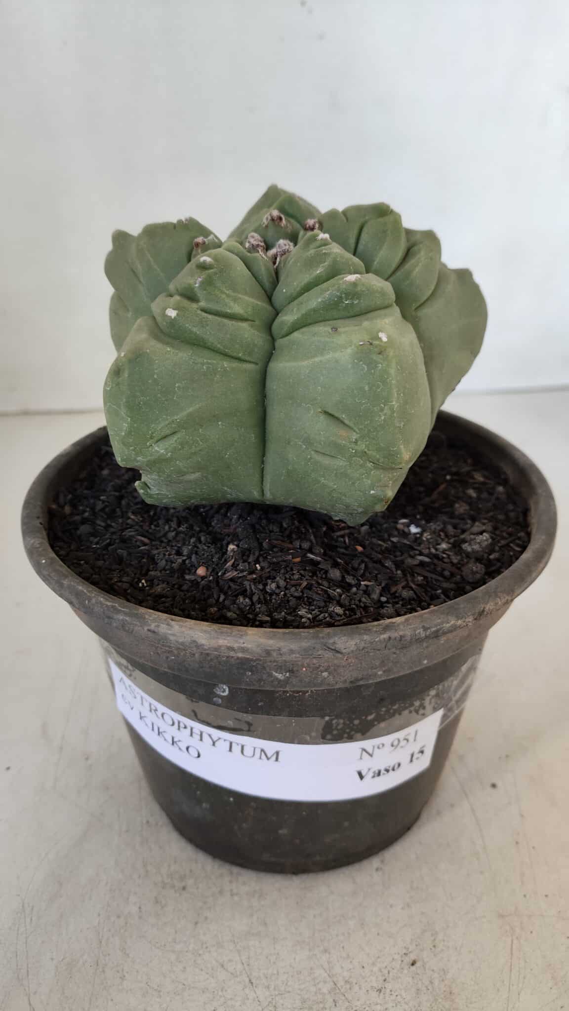 MATRIZ ASTROPHYTUM cv KIKKO  Nº 951 – vaso 15