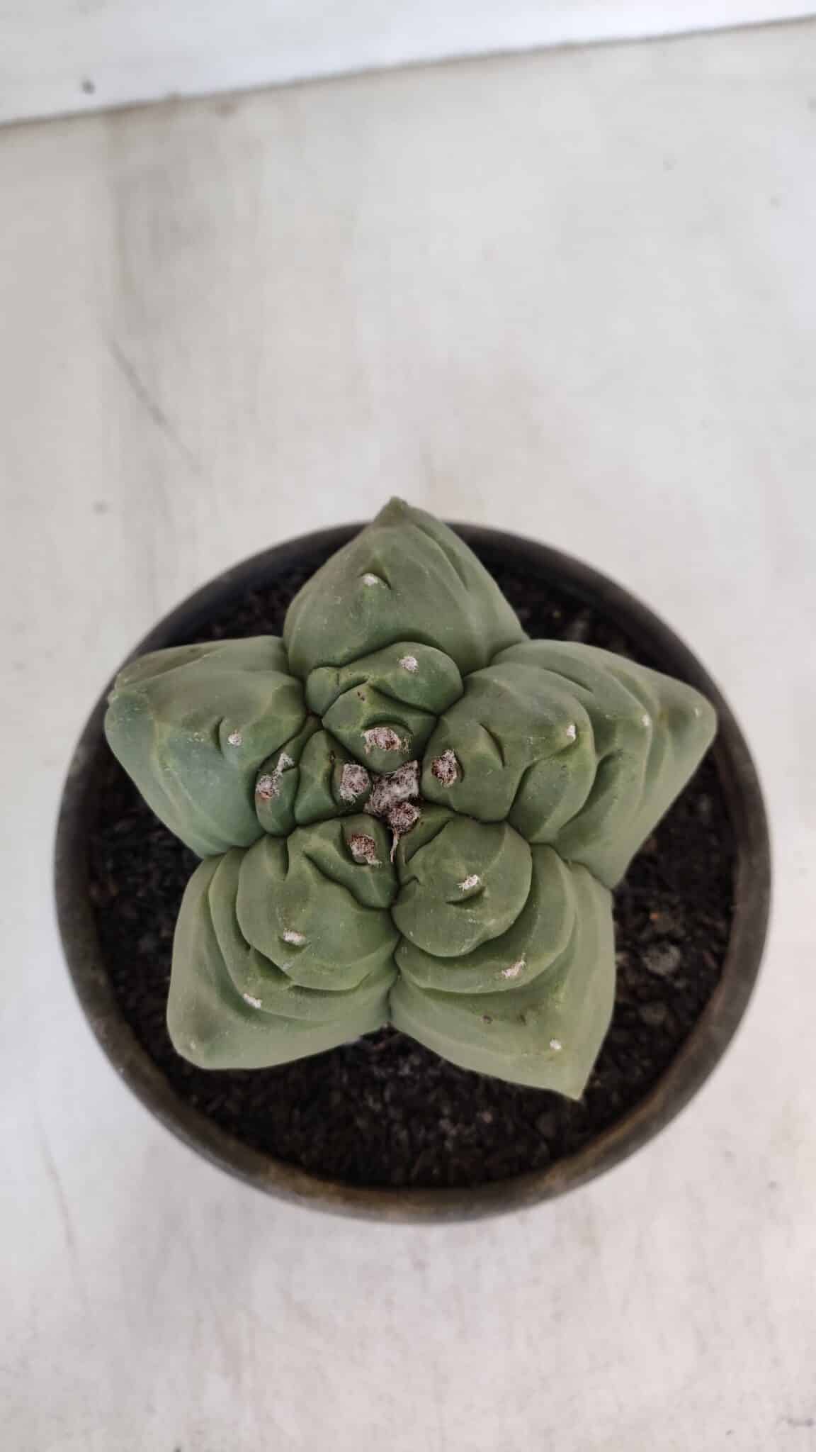MATRIZ ASTROPHYTUM cv KIKKO  Nº 951 – vaso 15