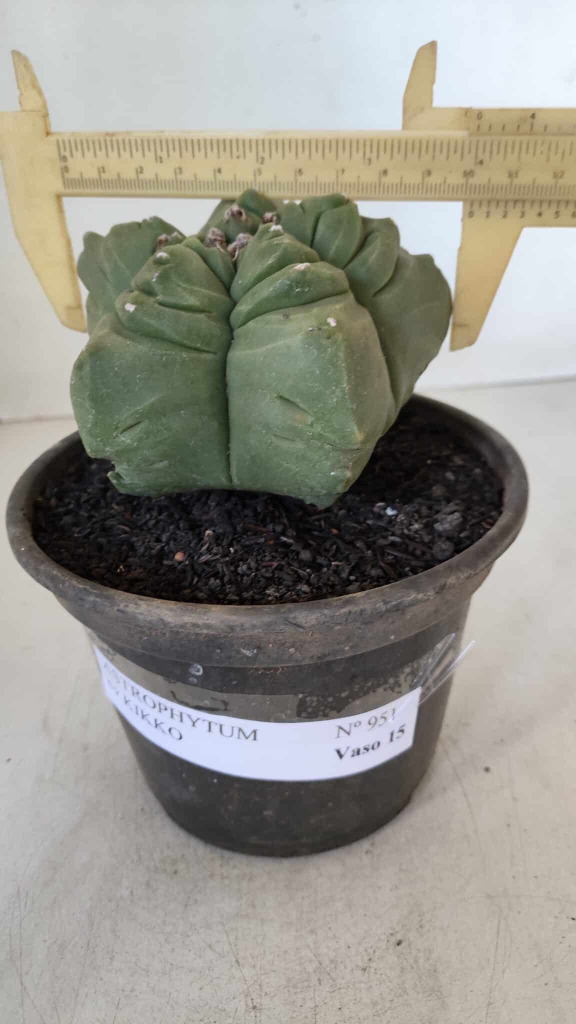 MATRIZ ASTROPHYTUM cv KIKKO  Nº 951 – vaso 15