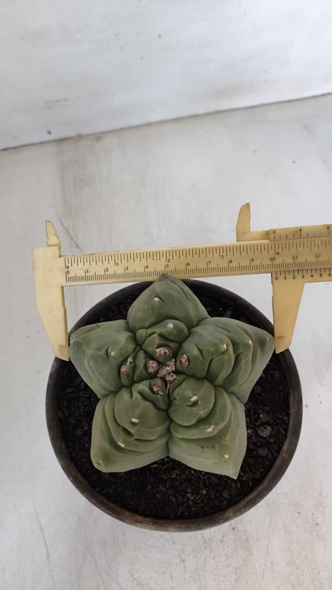 MATRIZ ASTROPHYTUM cv KIKKO  Nº 951 – vaso 15