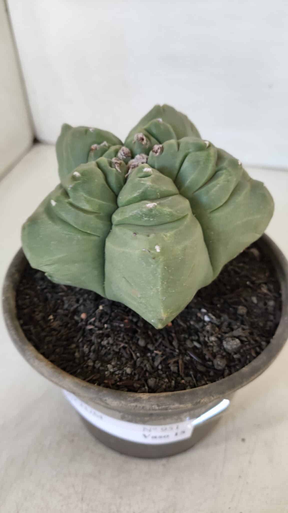 MATRIZ ASTROPHYTUM cv KIKKO  Nº 951 – vaso 15