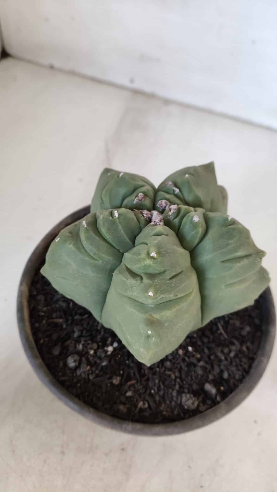MATRIZ ASTROPHYTUM cv KIKKO  Nº 951 – vaso 15