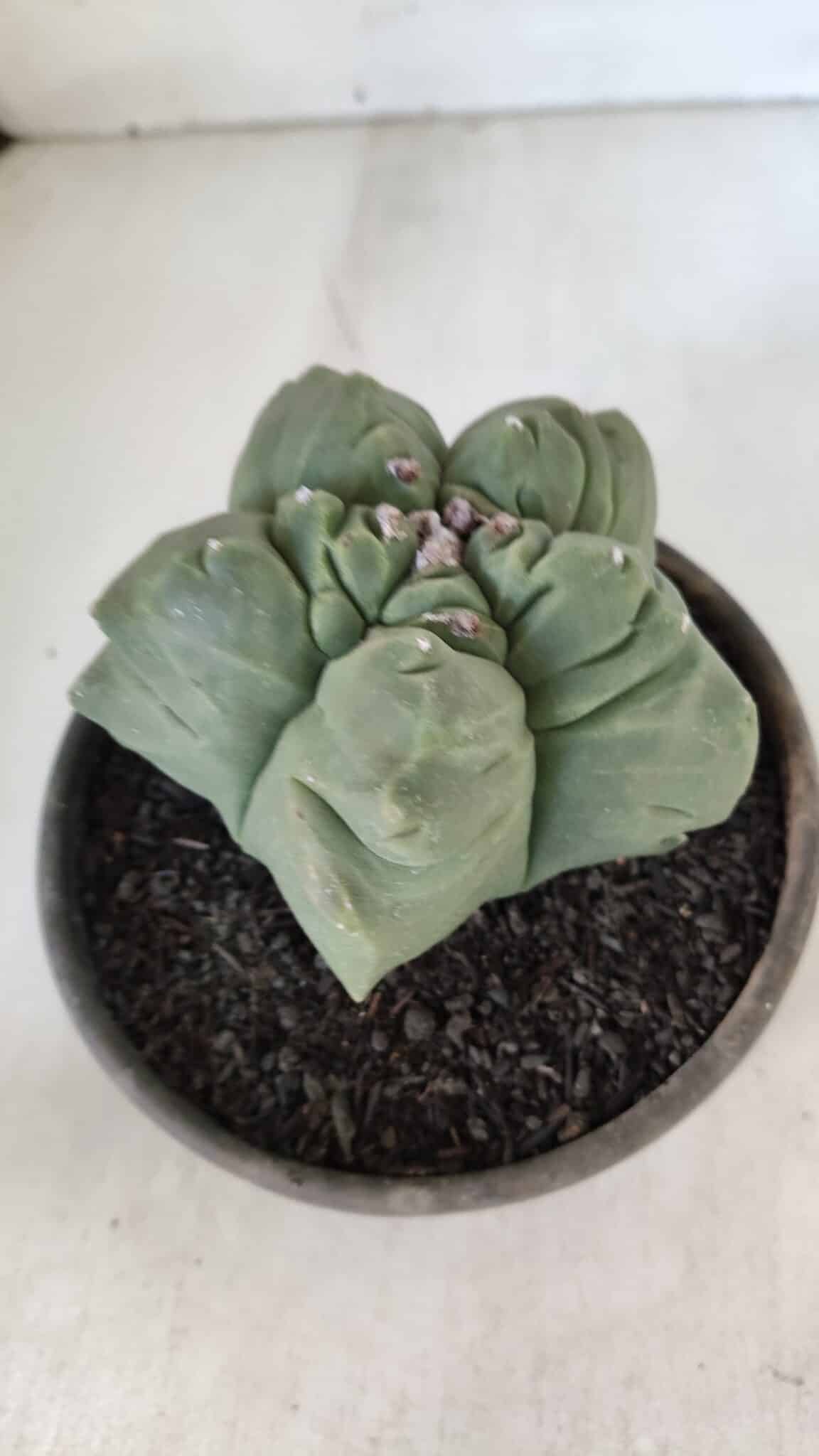 MATRIZ ASTROPHYTUM cv KIKKO  Nº 951 – vaso 15