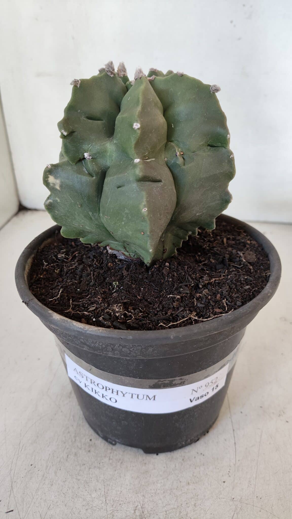 MATRIZ ASTROPHYTUM cv KIKKO  Nº 952 – vaso 15