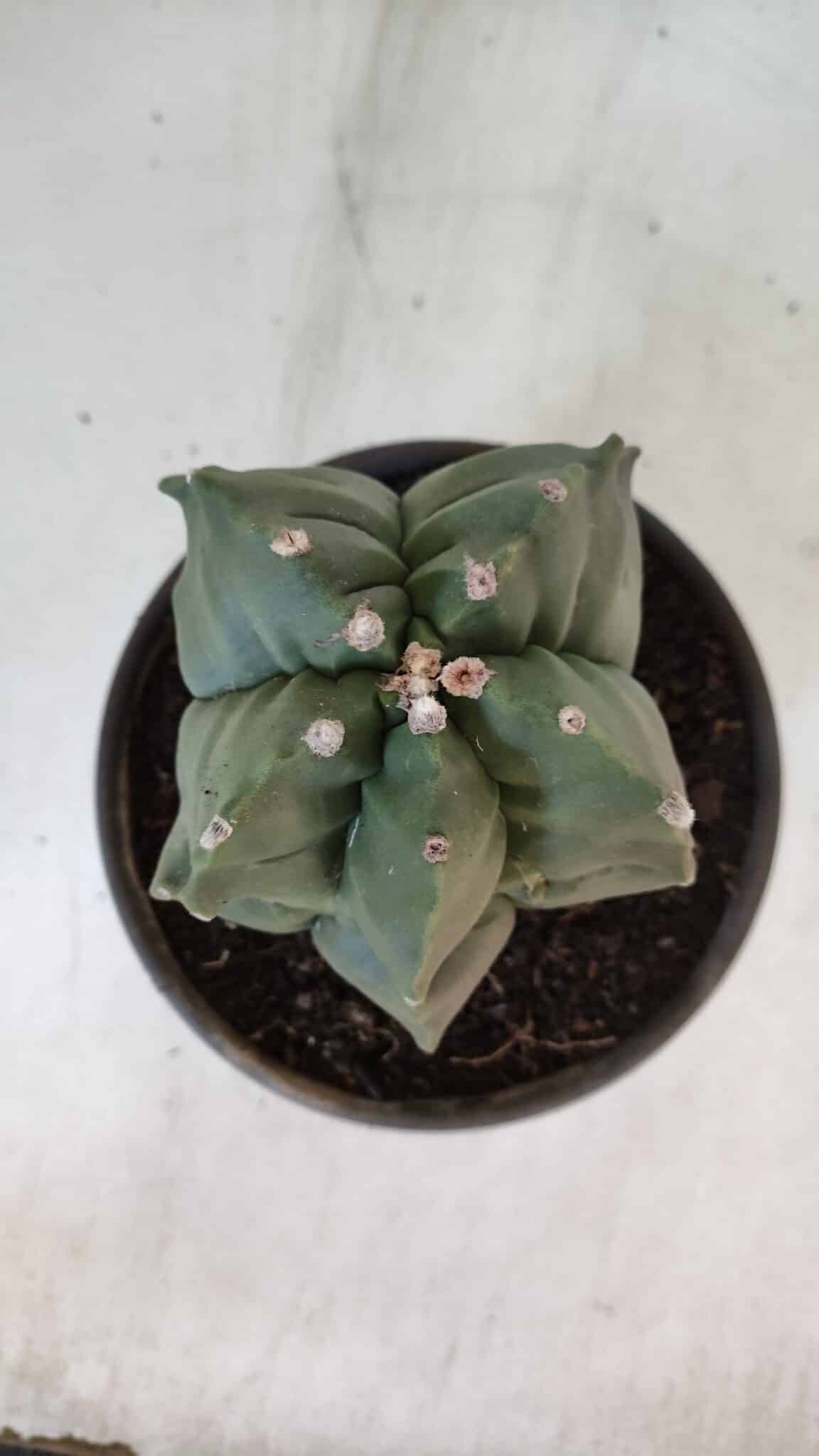 MATRIZ ASTROPHYTUM cv KIKKO  Nº 952 – vaso 15