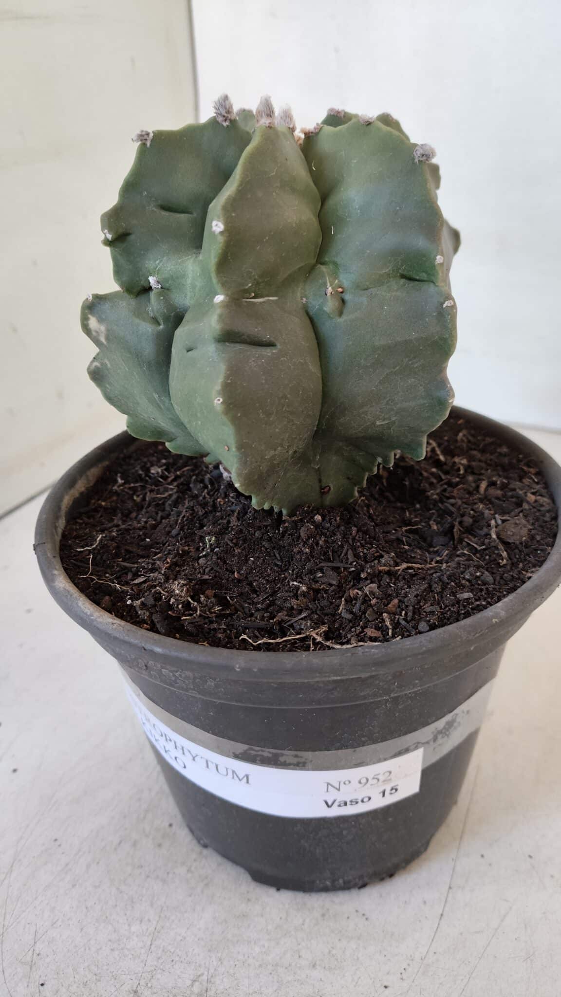 MATRIZ ASTROPHYTUM cv KIKKO  Nº 952 – vaso 15