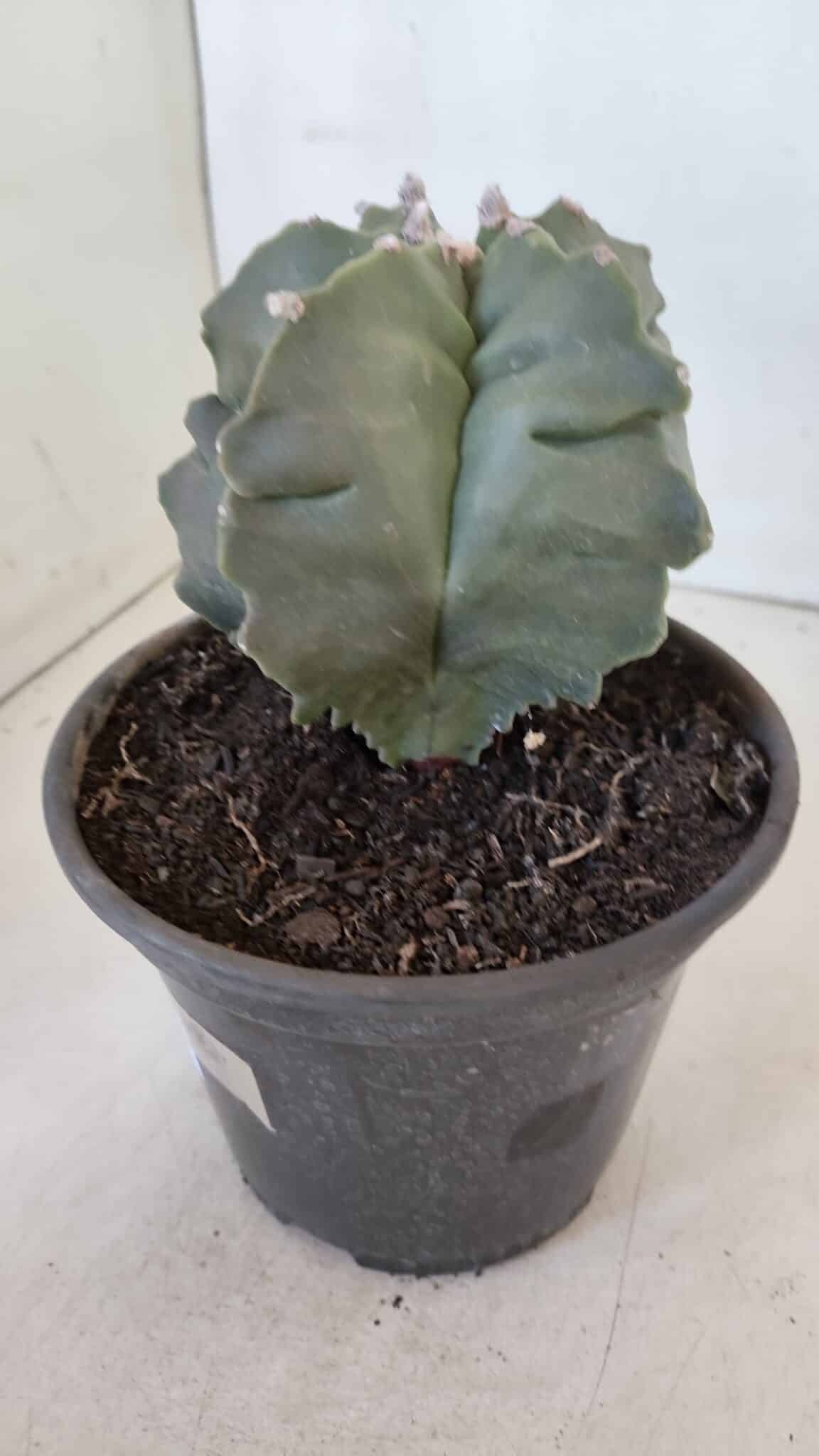 MATRIZ ASTROPHYTUM cv KIKKO  Nº 952 – vaso 15