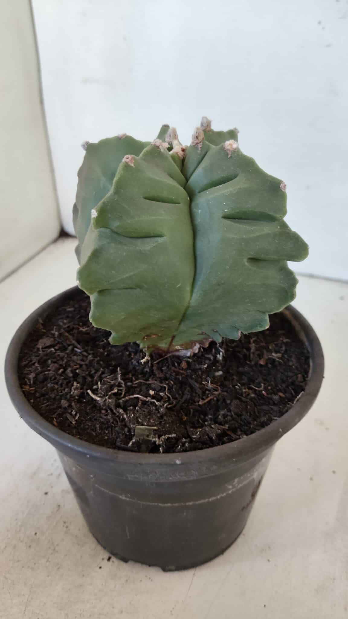 MATRIZ ASTROPHYTUM cv KIKKO  Nº 952 – vaso 15