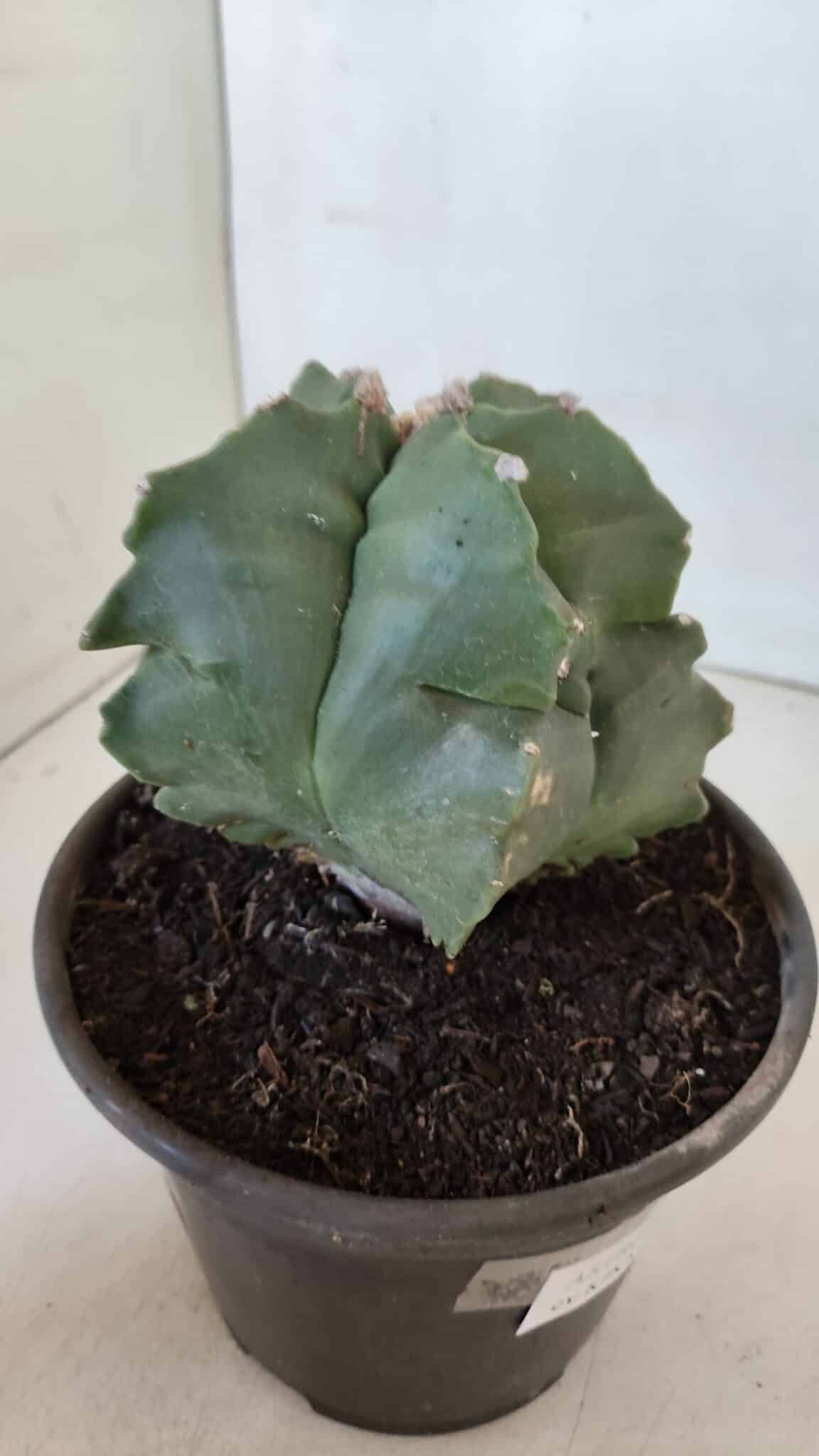MATRIZ ASTROPHYTUM cv KIKKO  Nº 952 – vaso 15