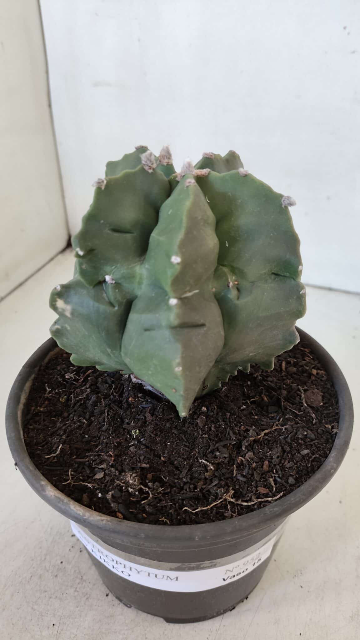 MATRIZ ASTROPHYTUM cv KIKKO  Nº 952 – vaso 15
