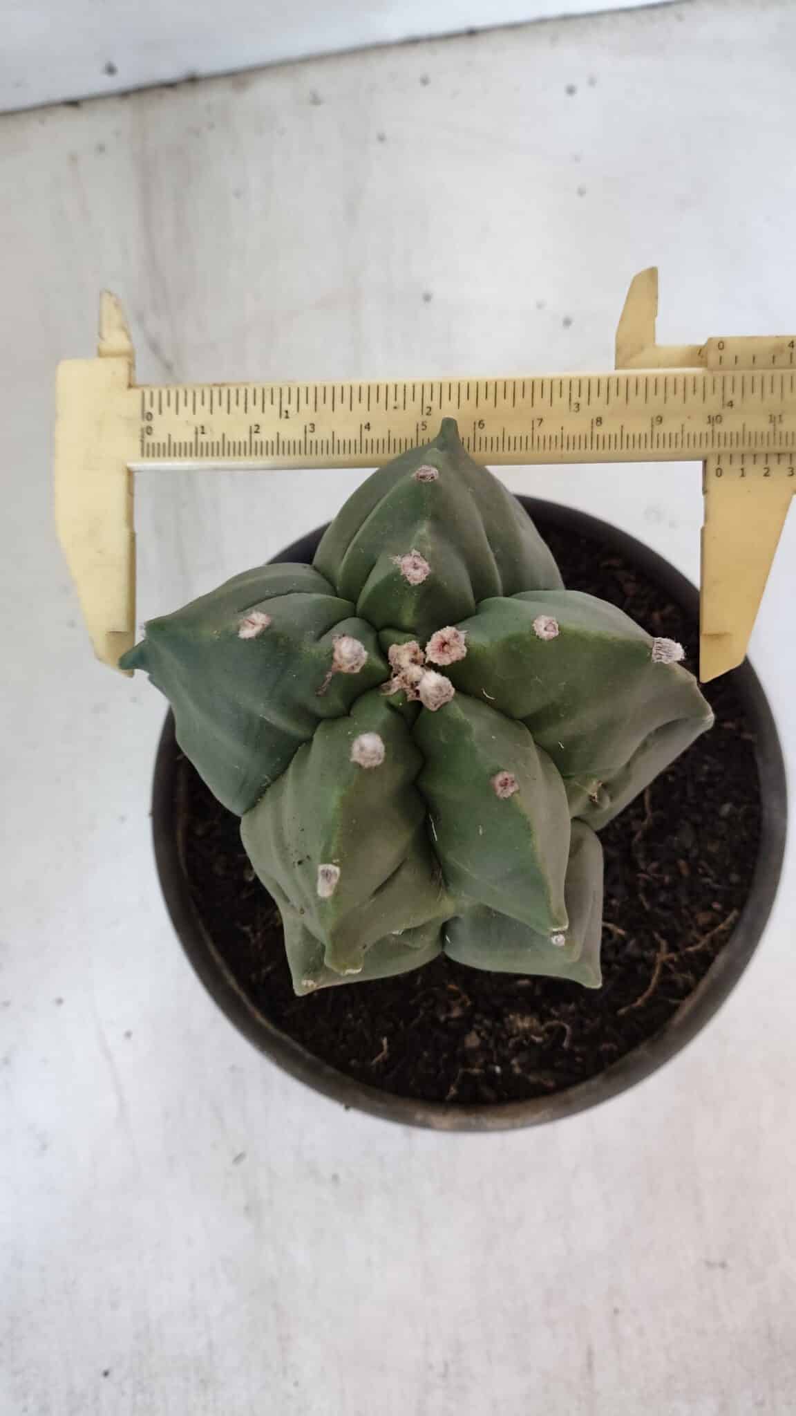 MATRIZ ASTROPHYTUM cv KIKKO  Nº 952 – vaso 15