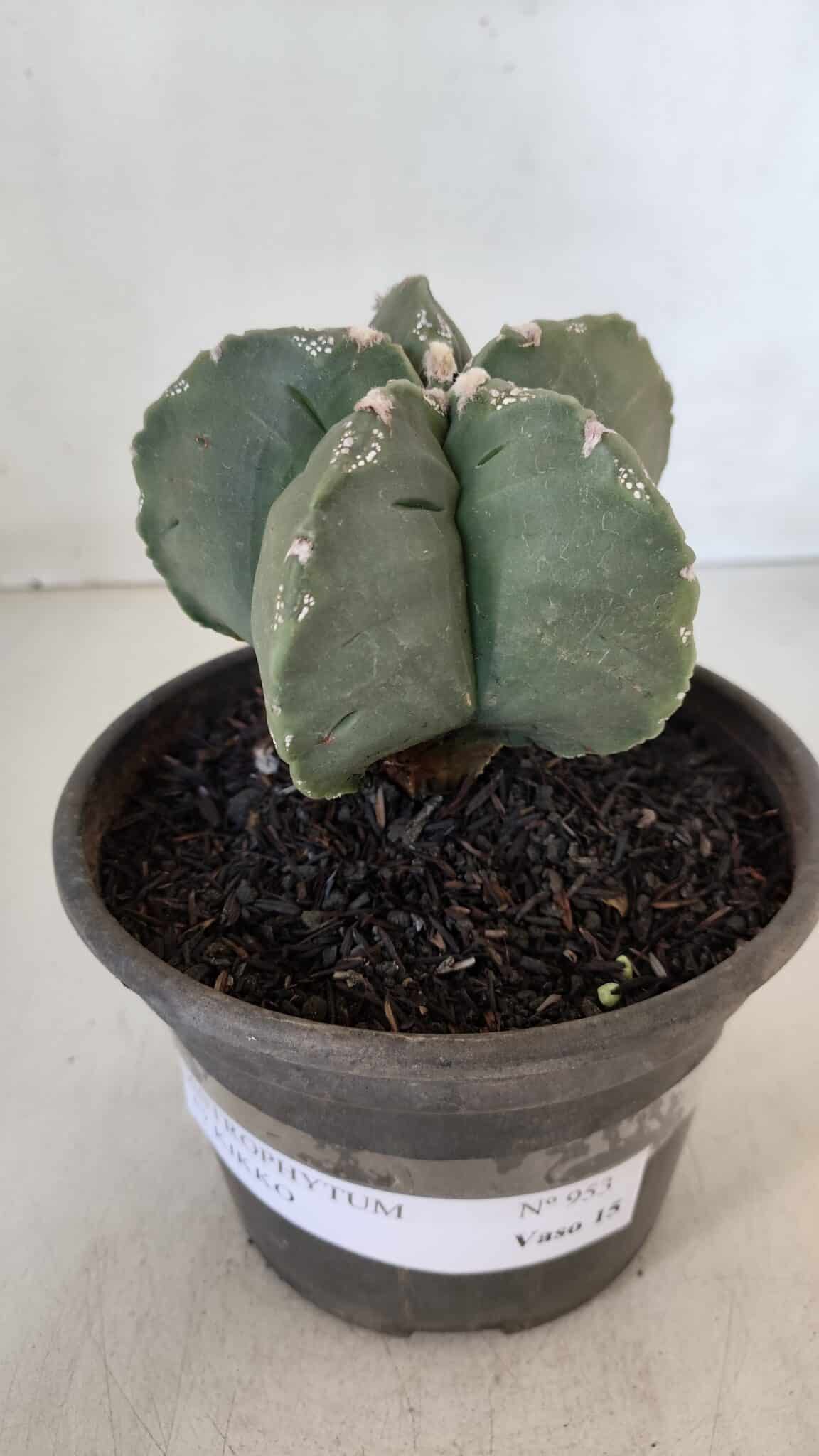 MATRIZ ASTROPHYTUM cv KIKKO  Nº 953 – vaso 15