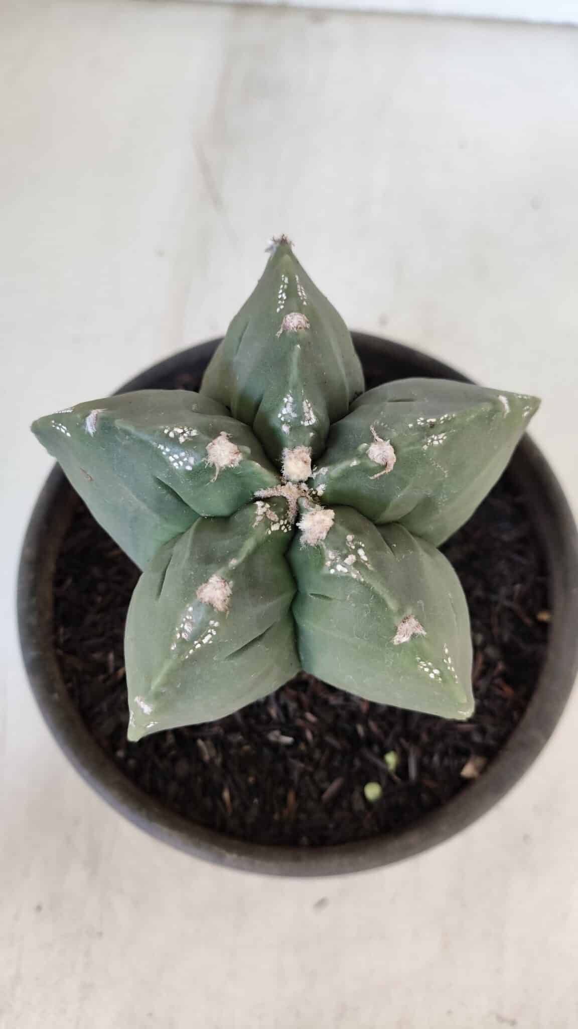 MATRIZ ASTROPHYTUM cv KIKKO  Nº 953 – vaso 15