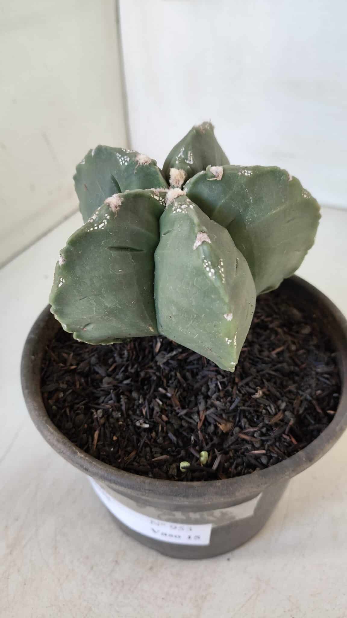MATRIZ ASTROPHYTUM cv KIKKO  Nº 953 – vaso 15
