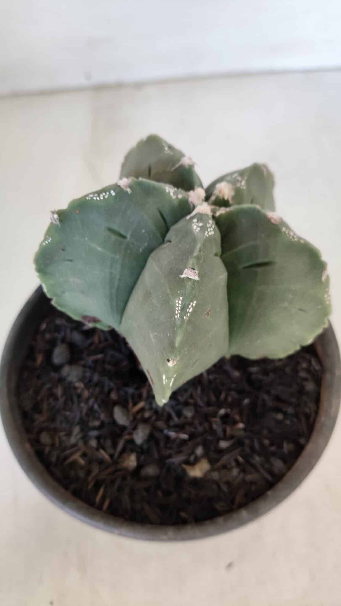 MATRIZ ASTROPHYTUM cv KIKKO  Nº 953 – vaso 15