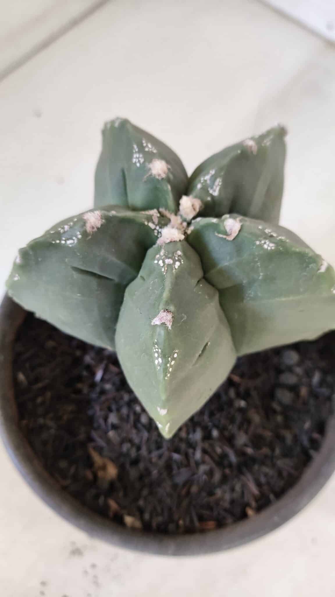 MATRIZ ASTROPHYTUM cv KIKKO  Nº 953 – vaso 15