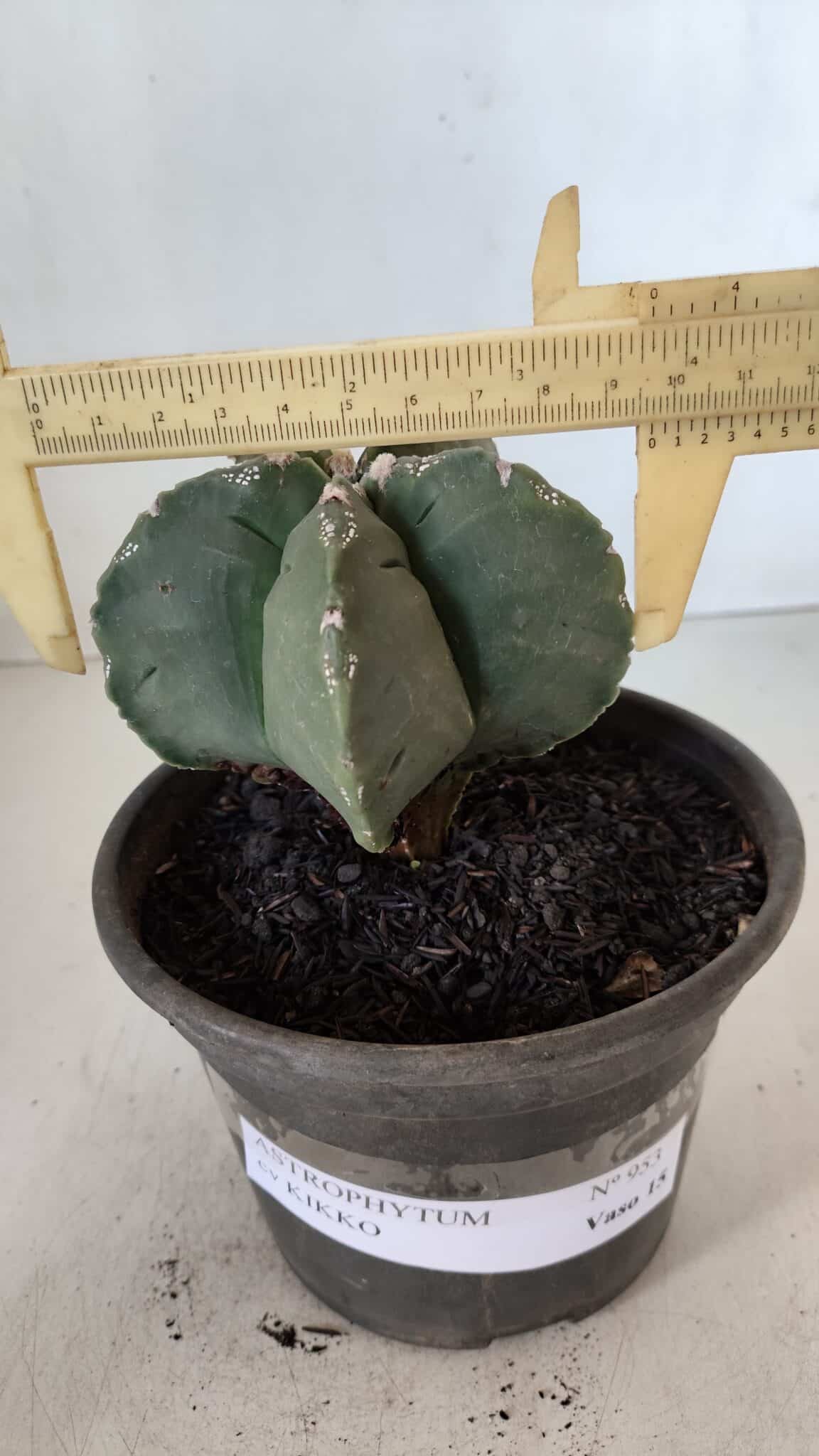 MATRIZ ASTROPHYTUM cv KIKKO  Nº 953 – vaso 15