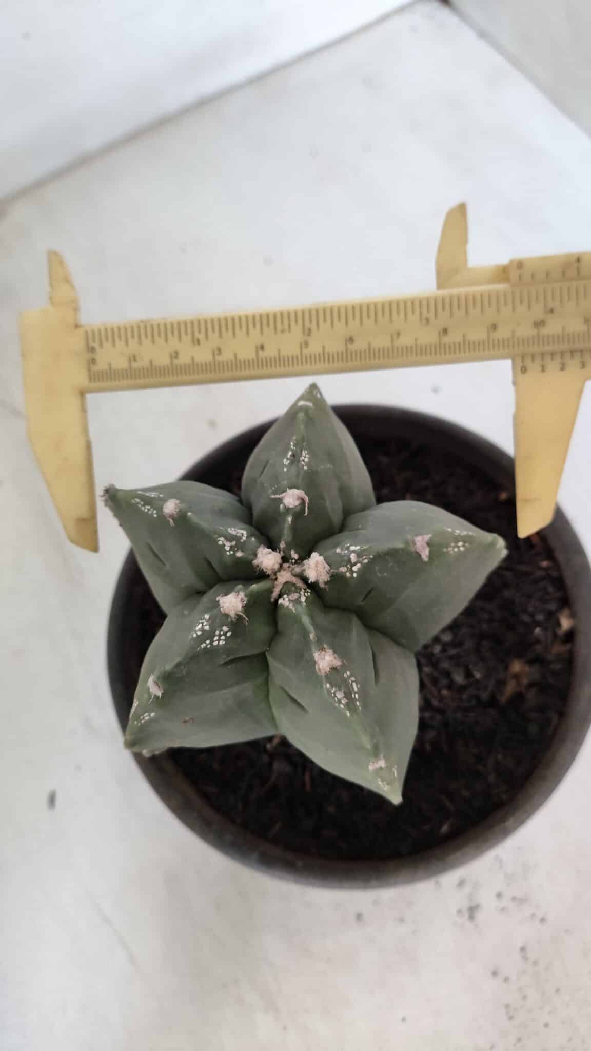 MATRIZ ASTROPHYTUM cv KIKKO  Nº 953 – vaso 15