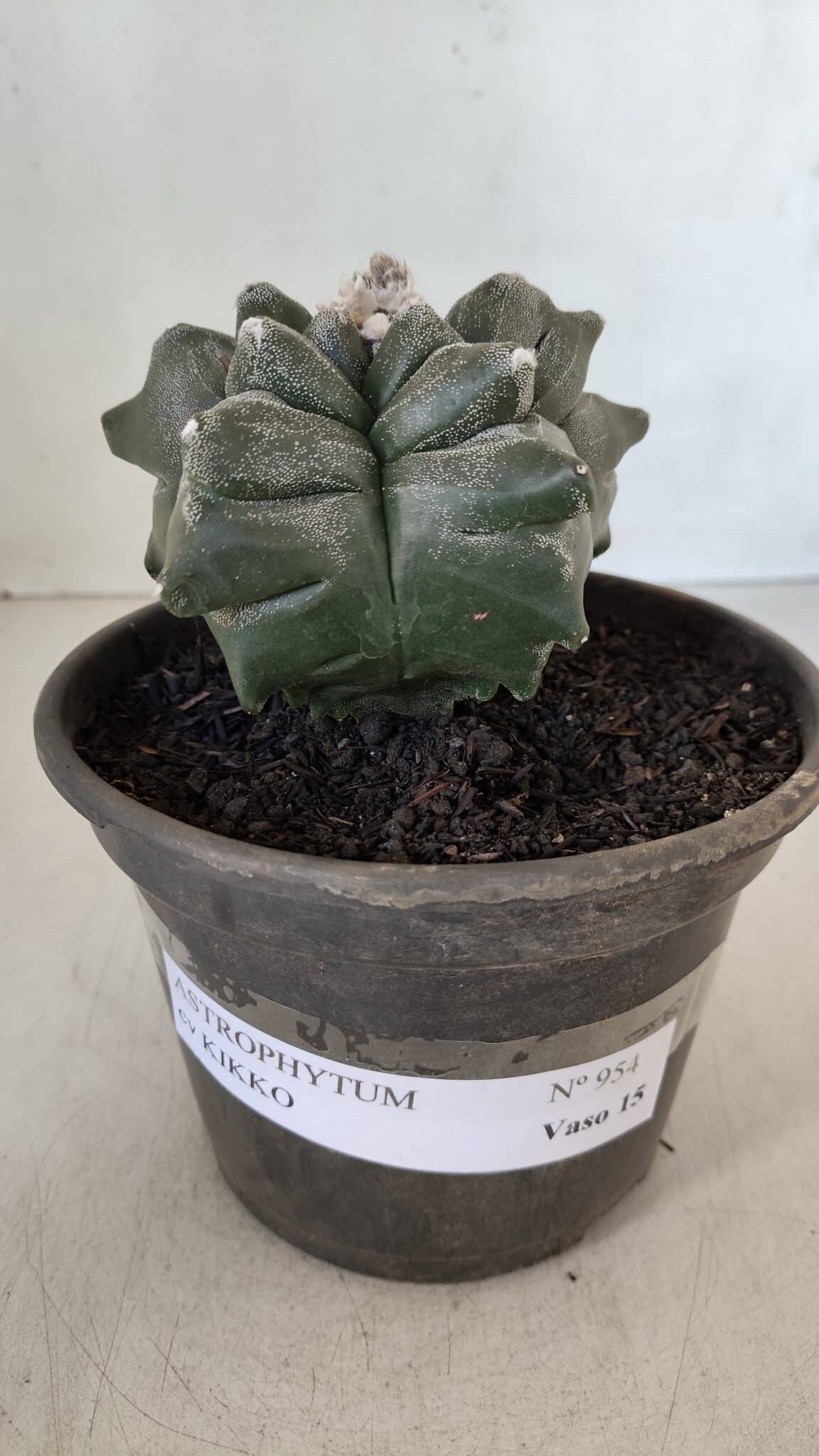MATRIZ ASTROPHYTUM cv KIKKO  Nº 954 – vaso 15