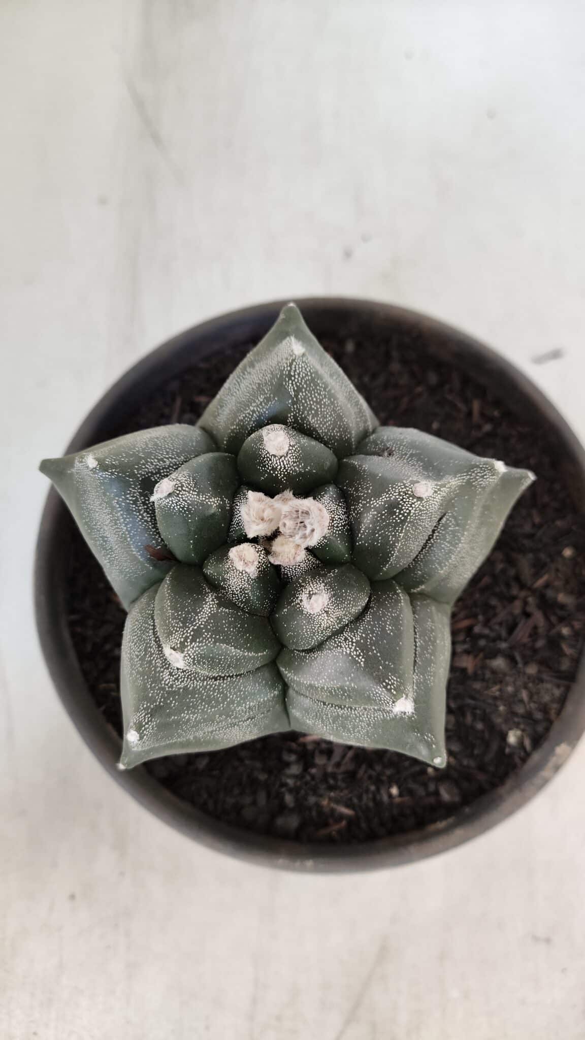 MATRIZ ASTROPHYTUM cv KIKKO  Nº 954 – vaso 15