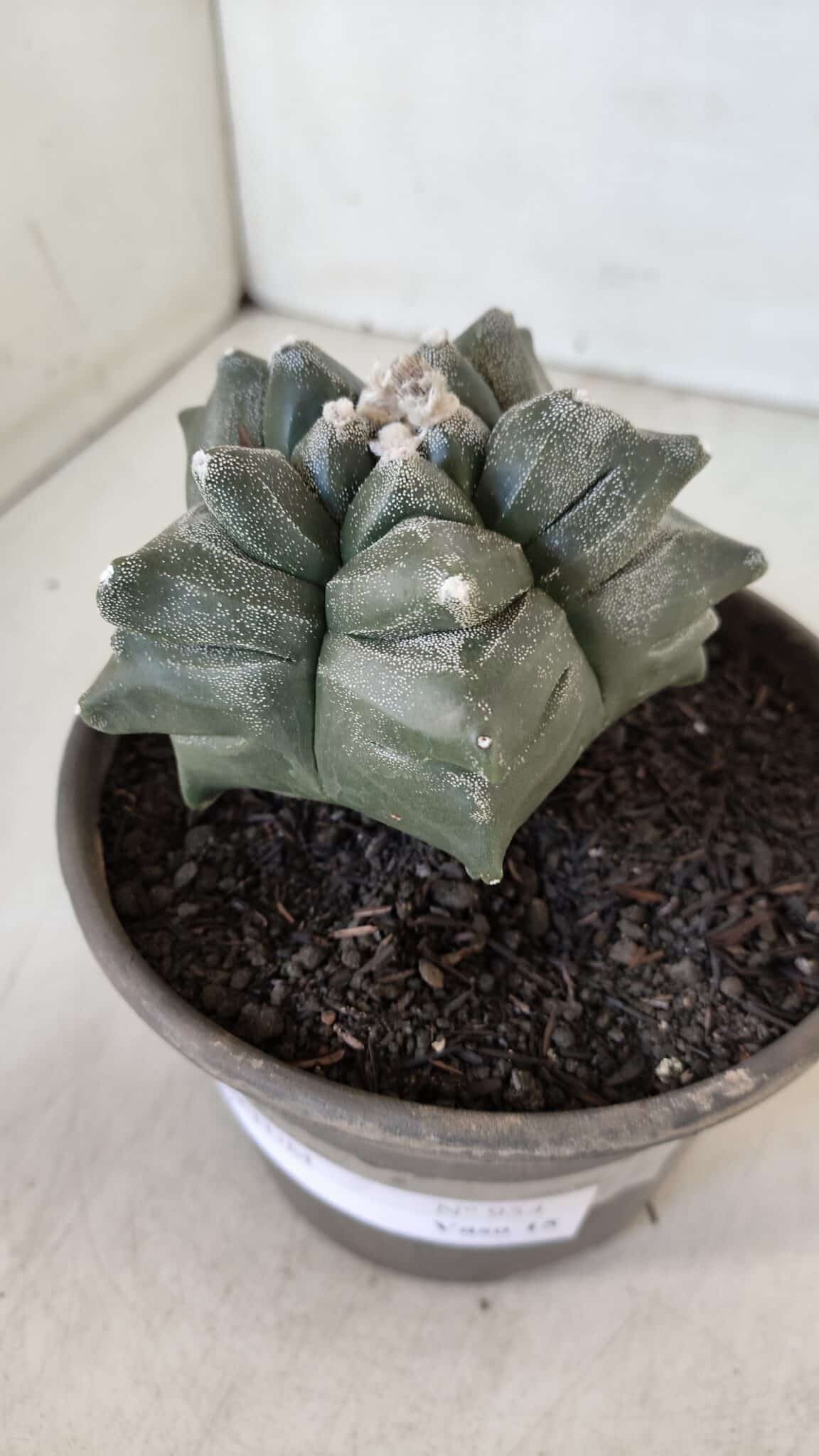 MATRIZ ASTROPHYTUM cv KIKKO  Nº 954 – vaso 15