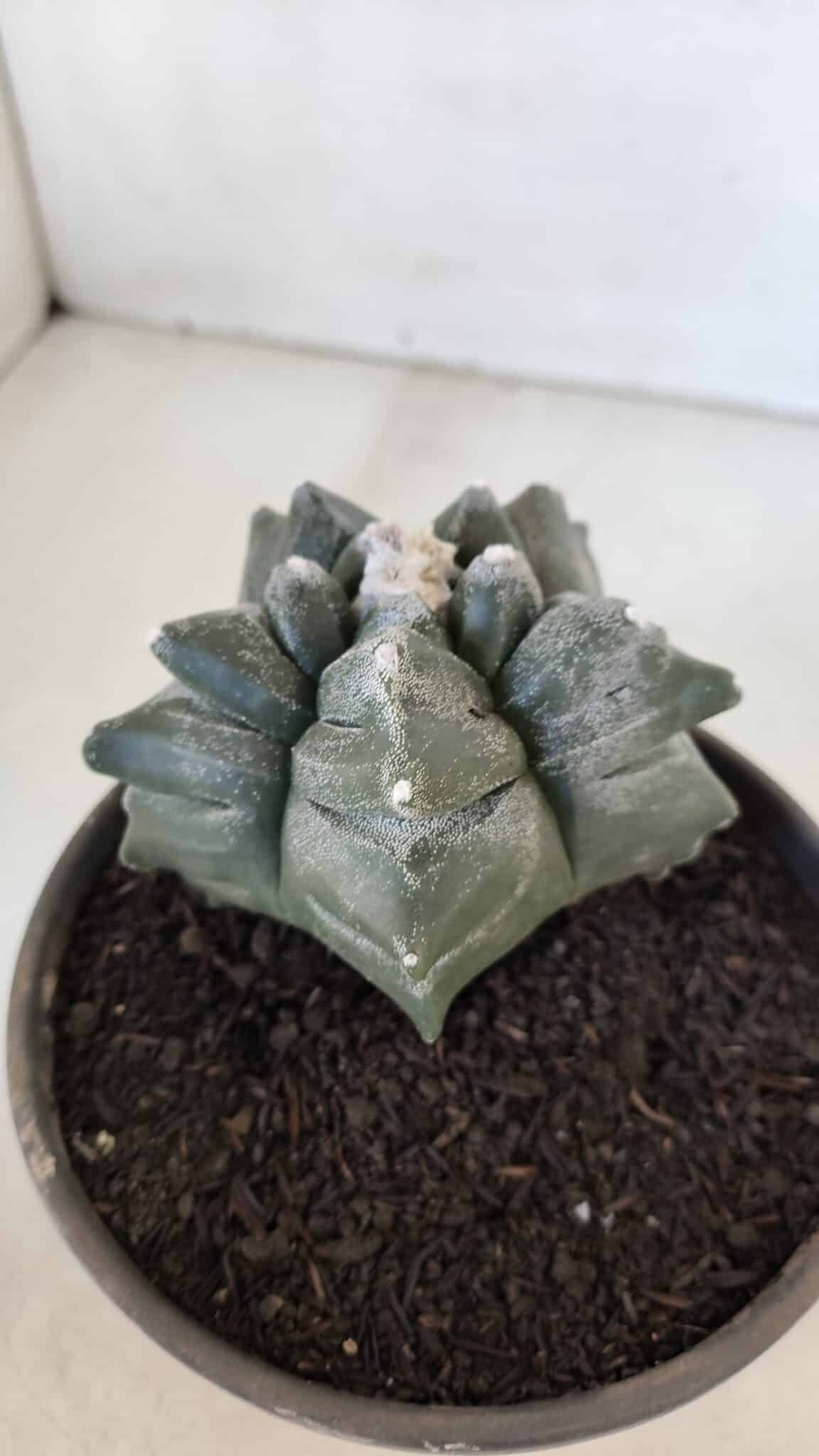 MATRIZ ASTROPHYTUM cv KIKKO  Nº 954 – vaso 15