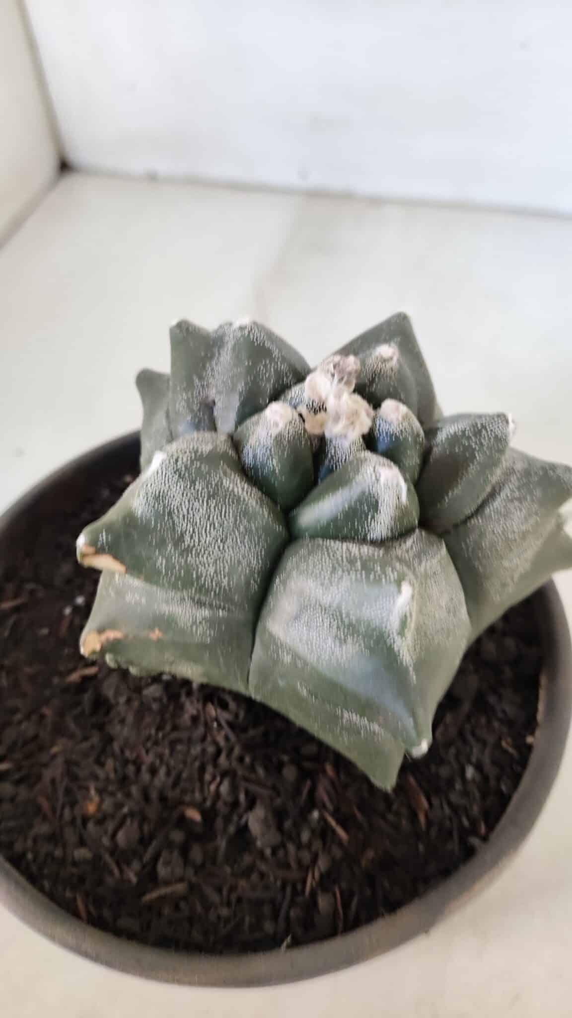 MATRIZ ASTROPHYTUM cv KIKKO  Nº 954 – vaso 15