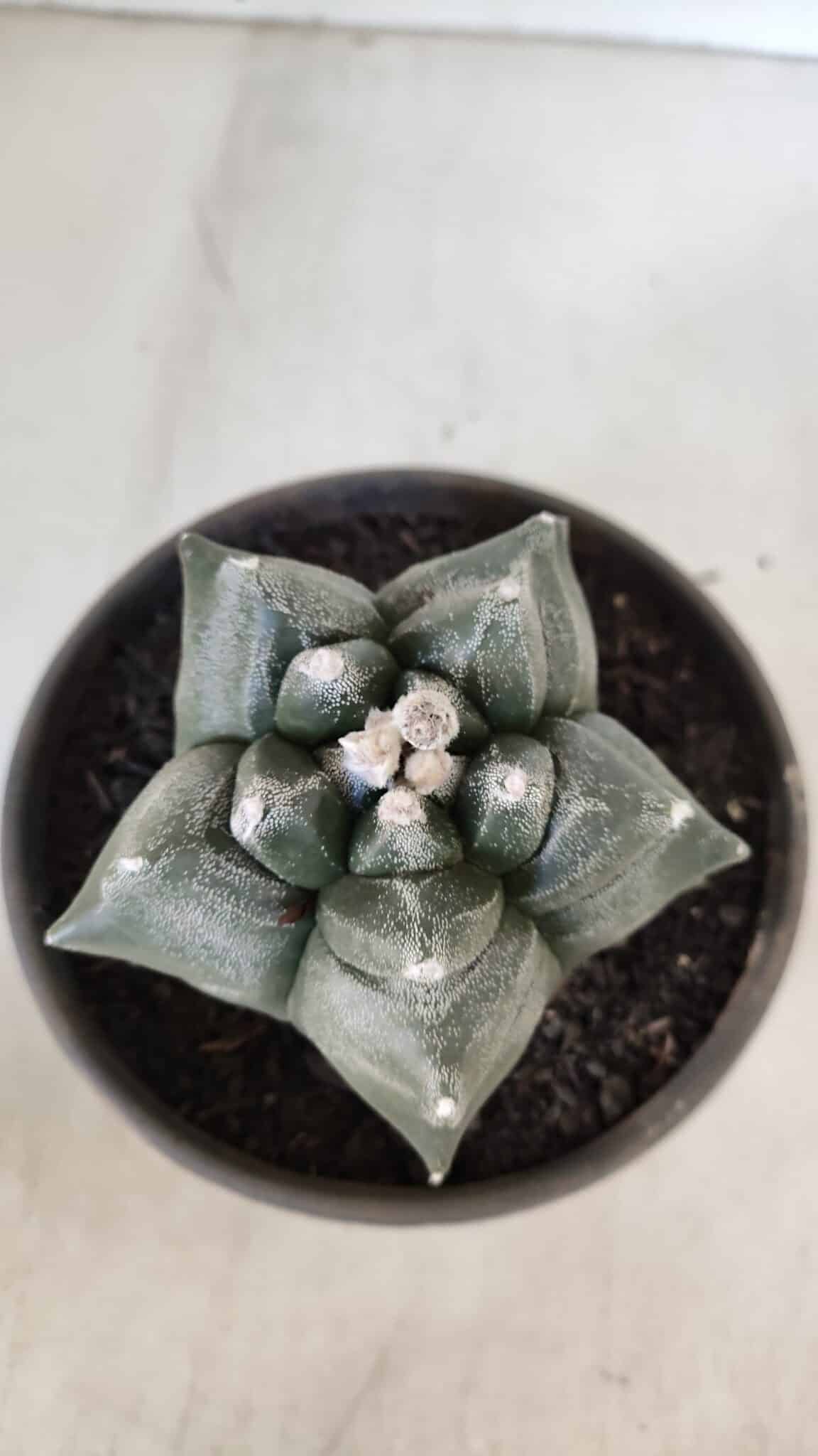 MATRIZ ASTROPHYTUM cv KIKKO  Nº 954 – vaso 15
