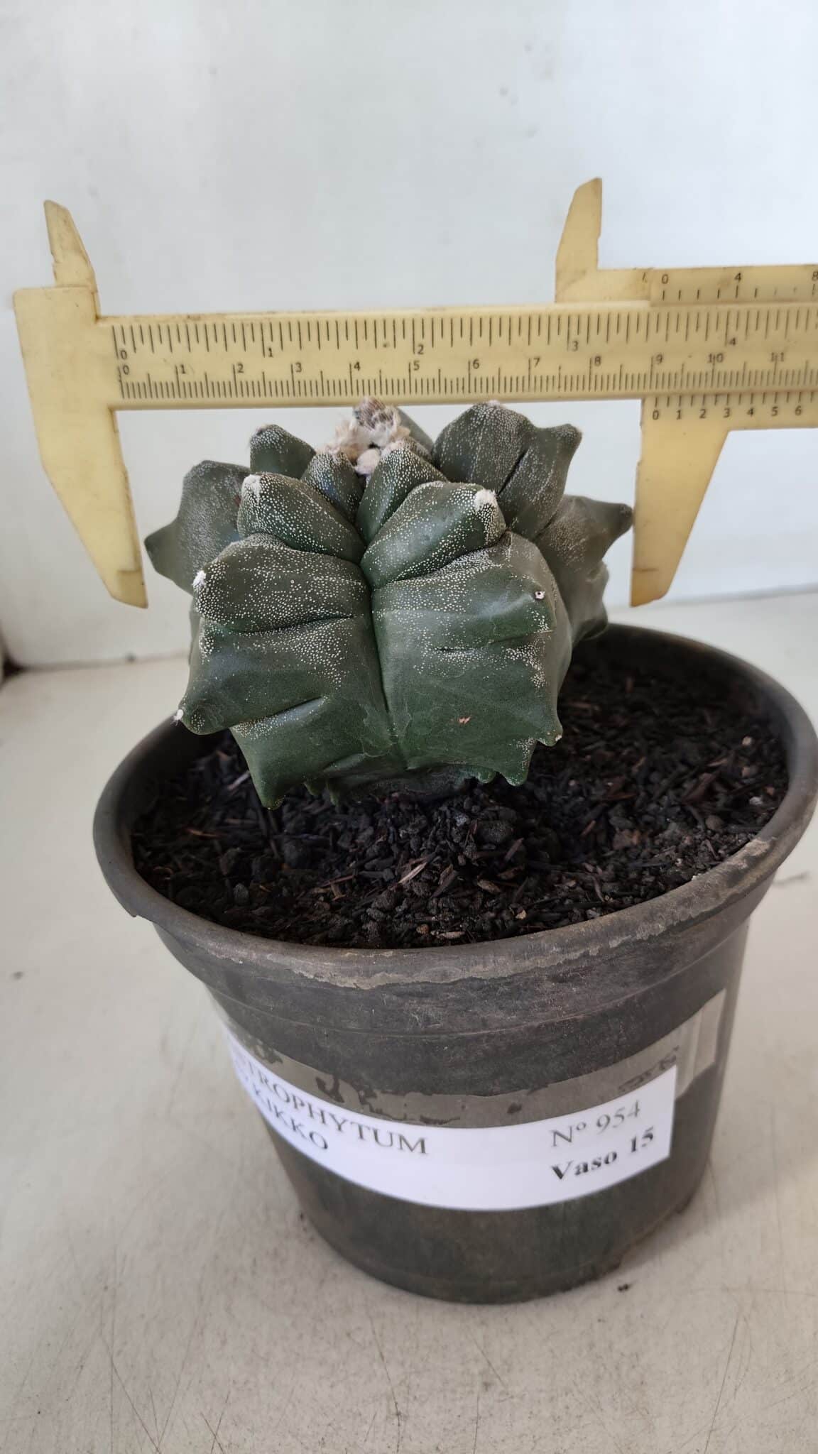 MATRIZ ASTROPHYTUM cv KIKKO  Nº 954 – vaso 15