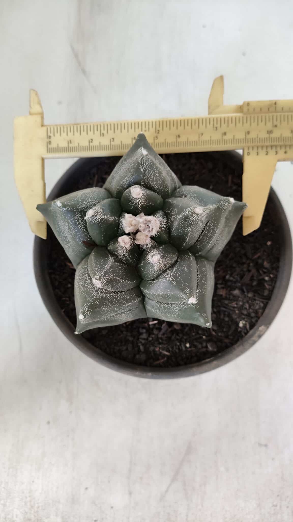 MATRIZ ASTROPHYTUM cv KIKKO  Nº 954 – vaso 15