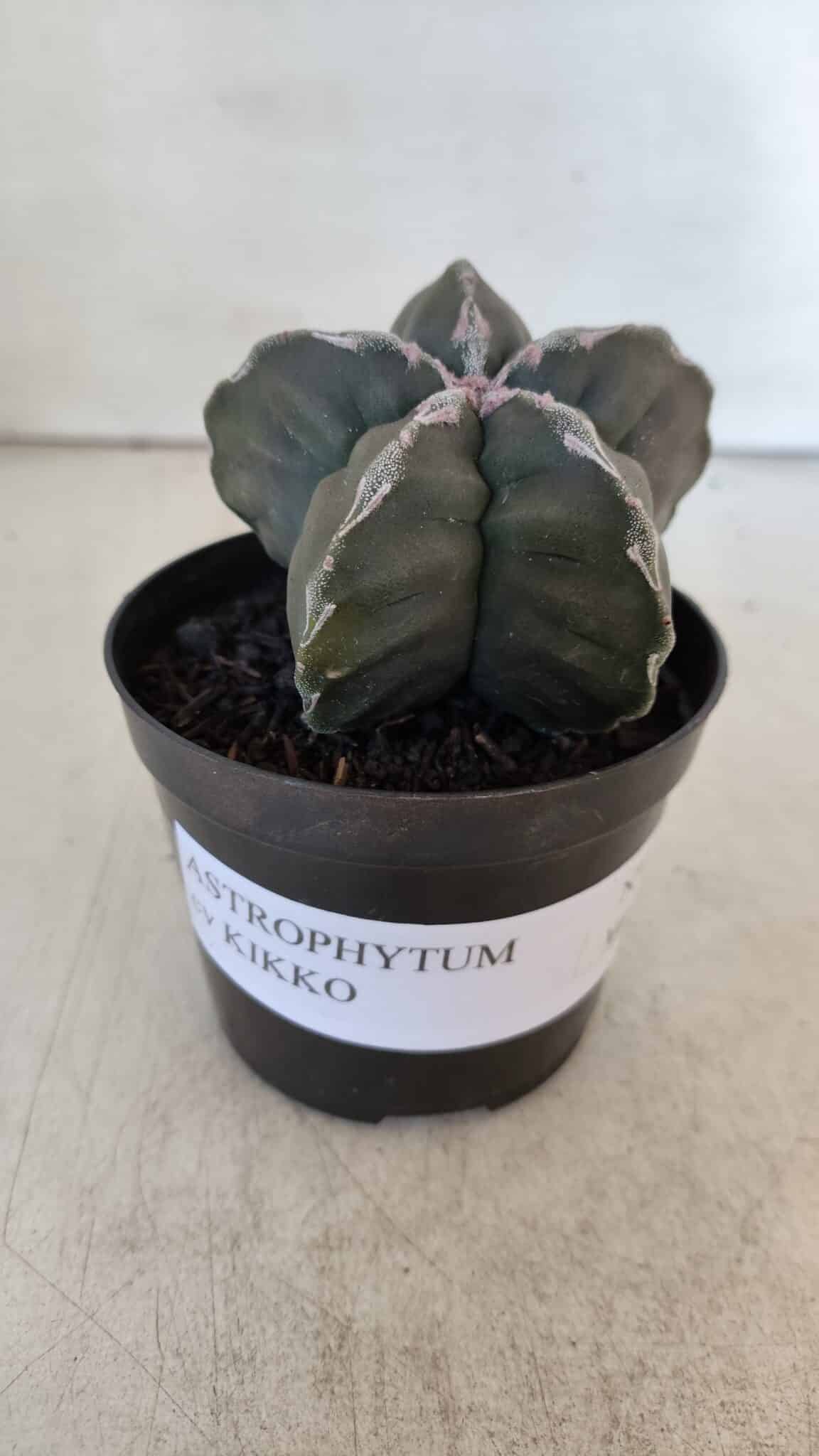 ASTROPHYTUM cv KIKKO  Nº 954 – vaso 09