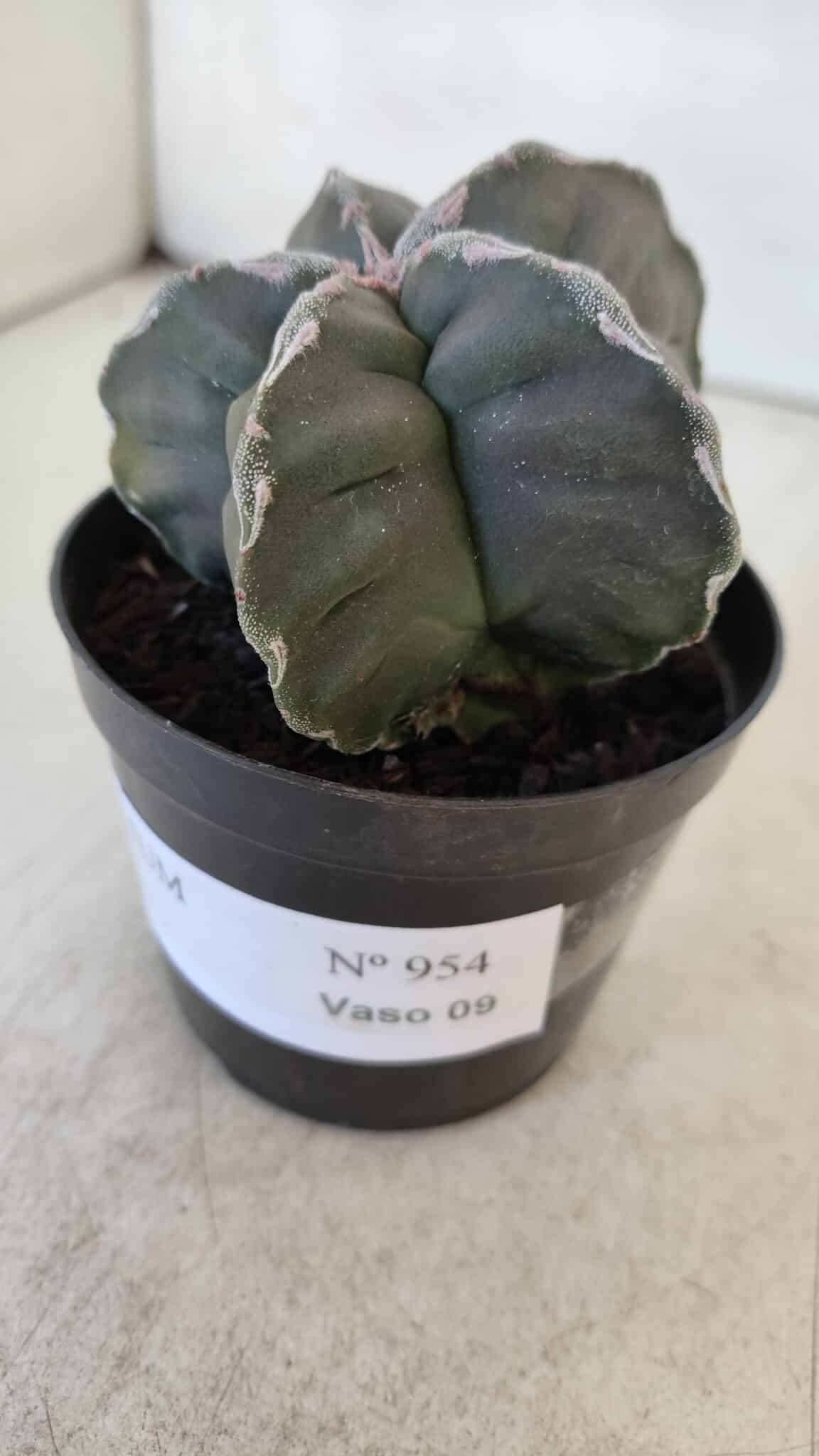 ASTROPHYTUM cv KIKKO  Nº 954 – vaso 09