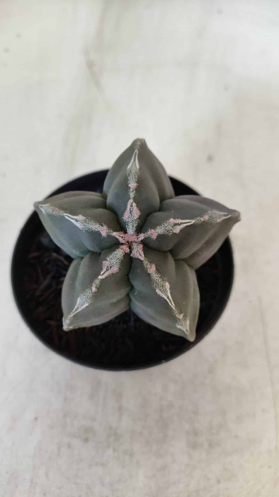ASTROPHYTUM cv KIKKO  Nº 954 – vaso 09