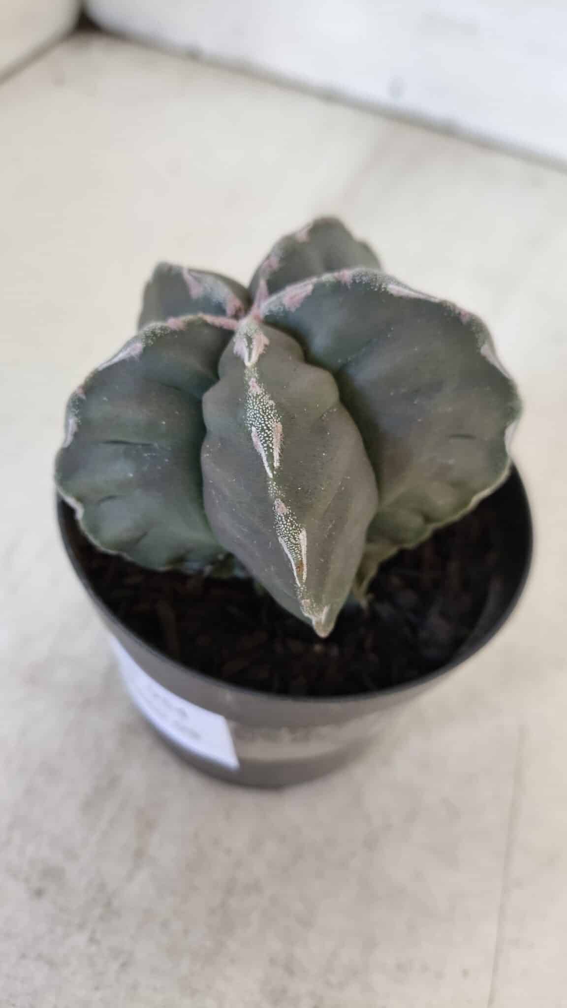 ASTROPHYTUM cv KIKKO  Nº 954 – vaso 09