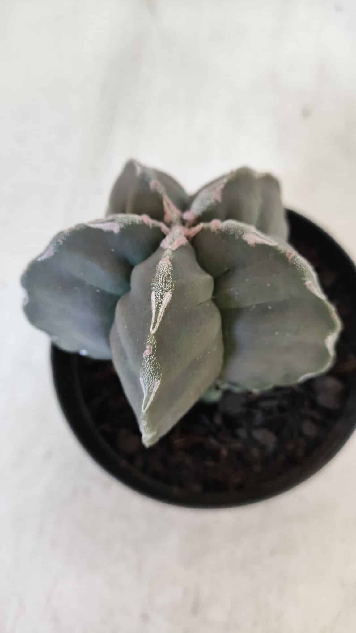 ASTROPHYTUM cv KIKKO  Nº 954 – vaso 09
