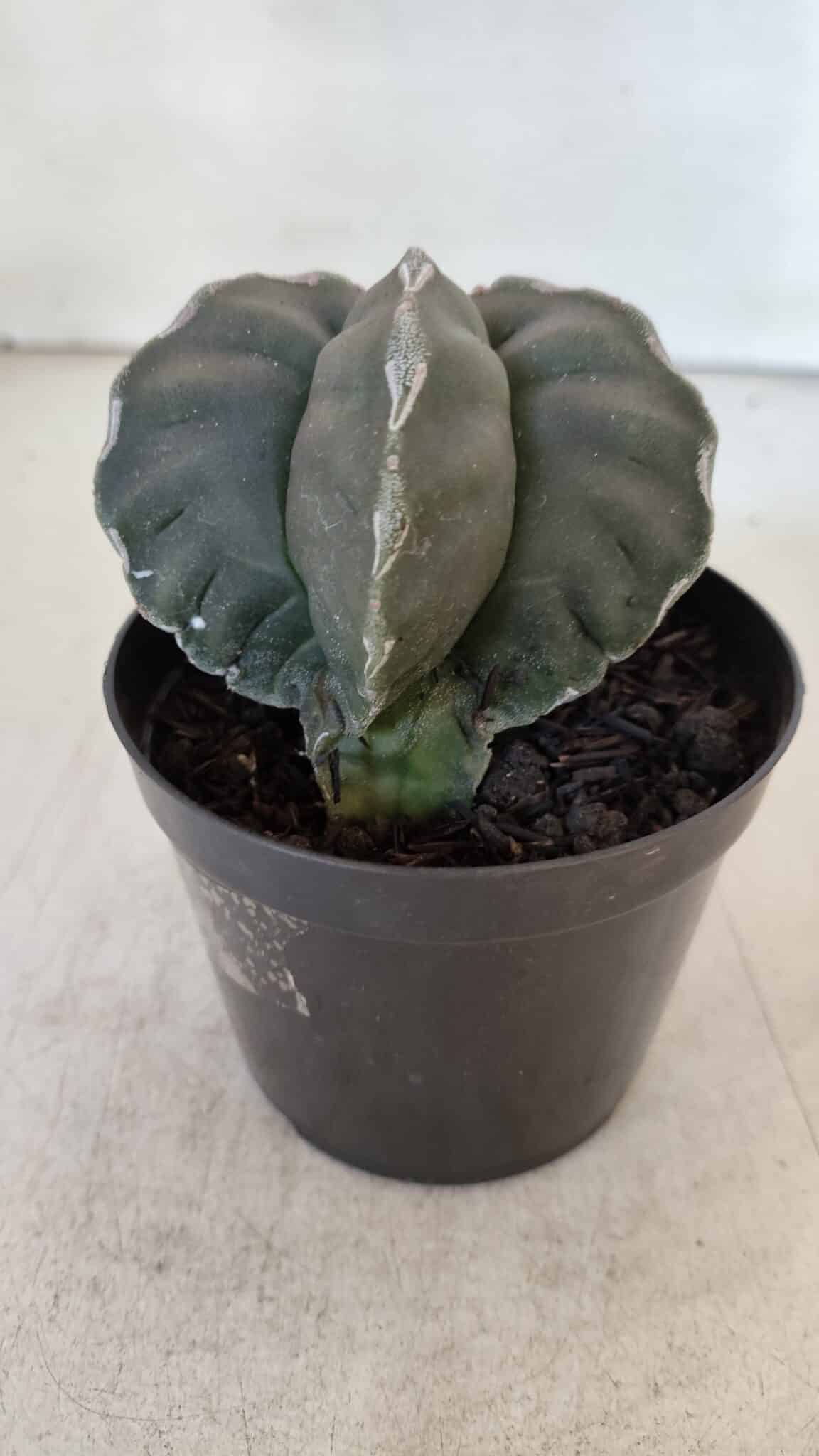 ASTROPHYTUM cv KIKKO  Nº 954 – vaso 09
