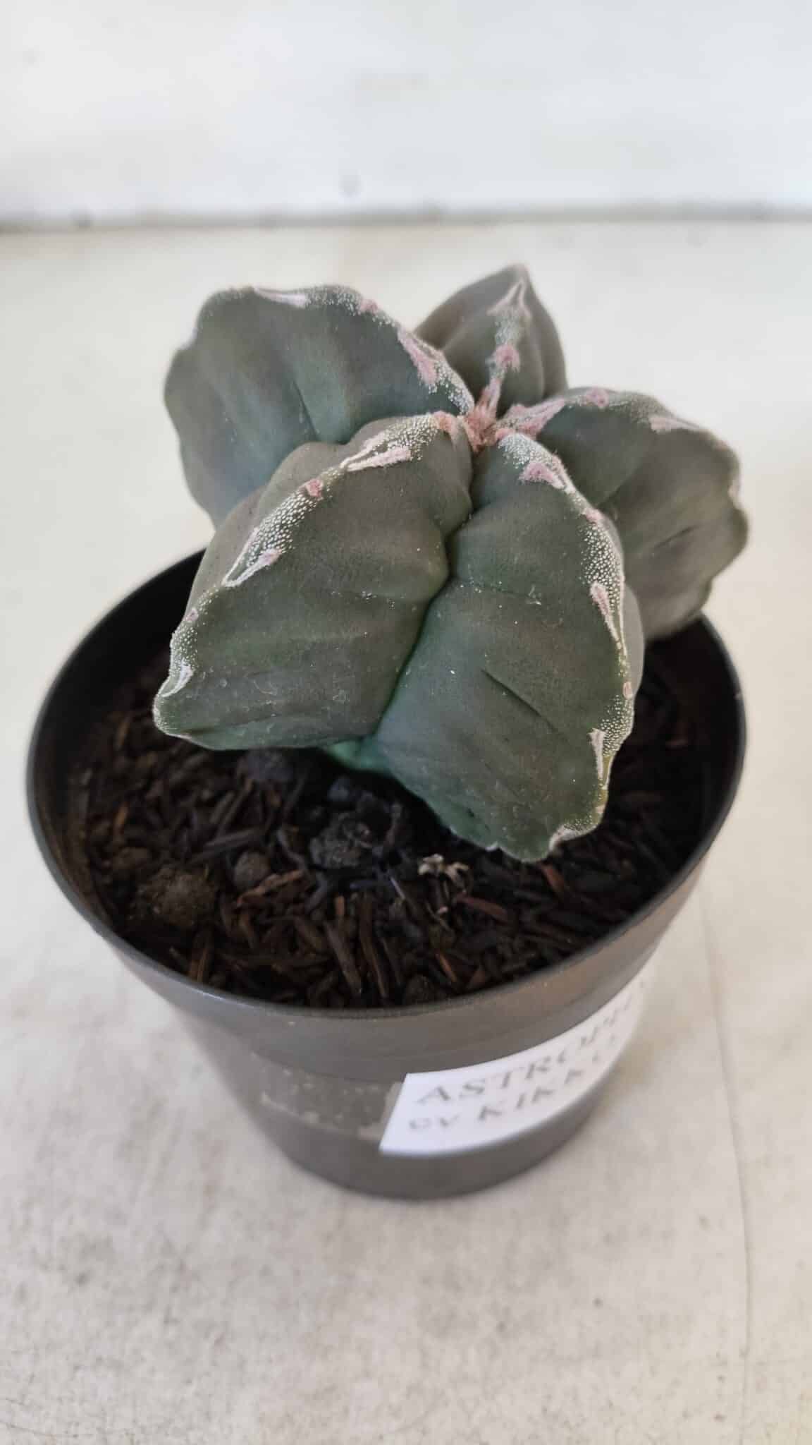ASTROPHYTUM cv KIKKO  Nº 954 – vaso 09