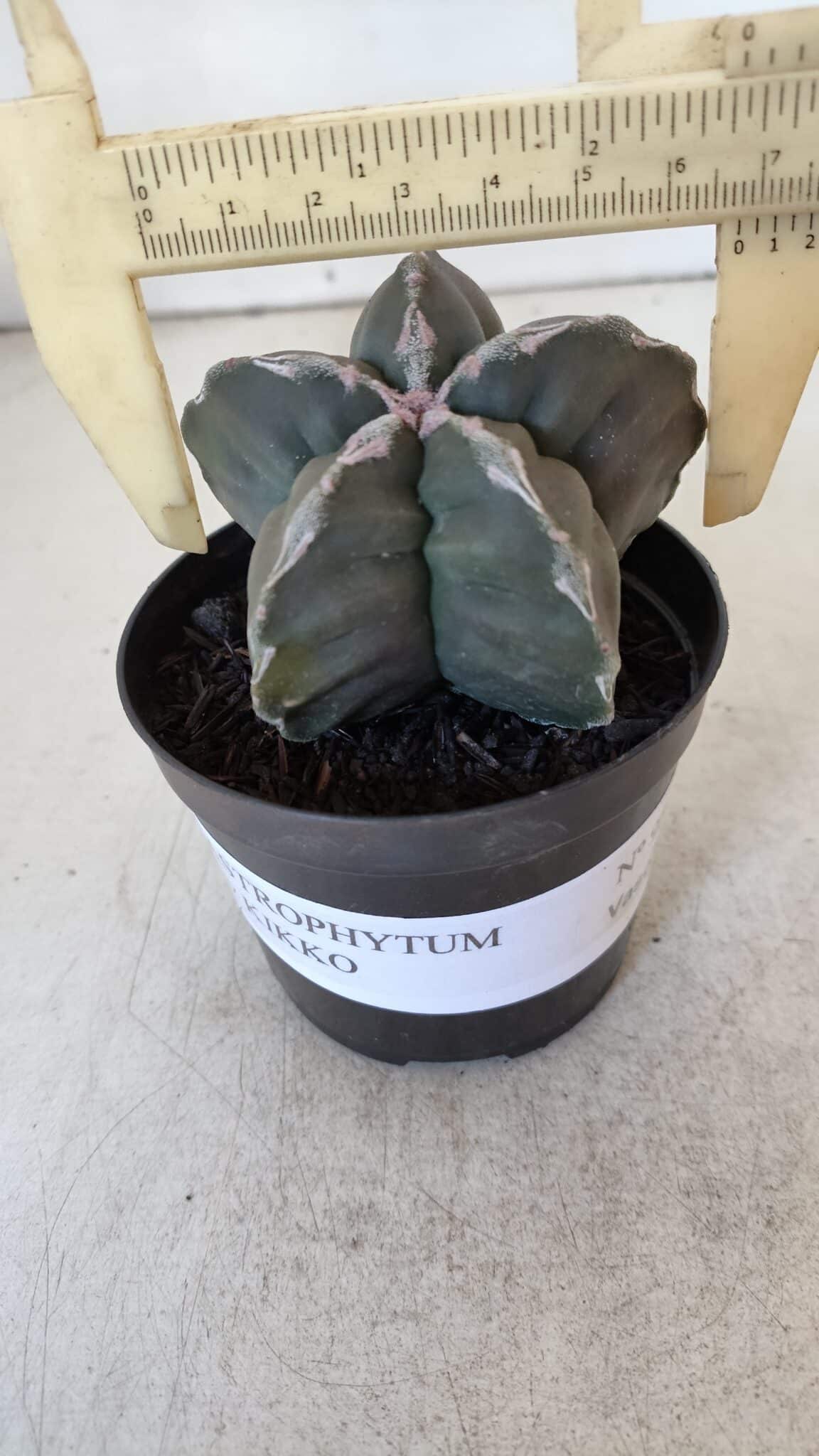 ASTROPHYTUM cv KIKKO  Nº 954 – vaso 09