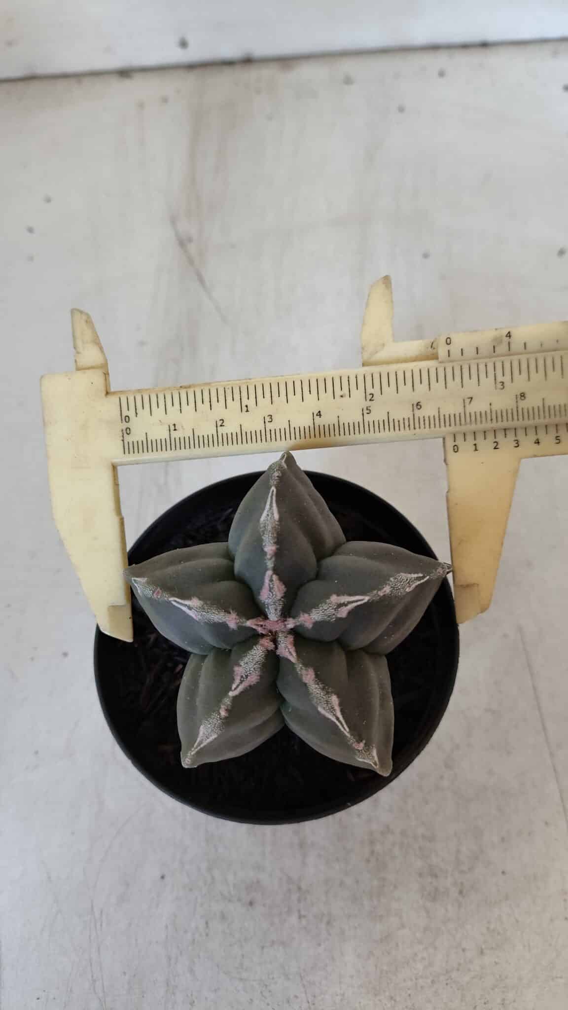 ASTROPHYTUM cv KIKKO  Nº 954 – vaso 09
