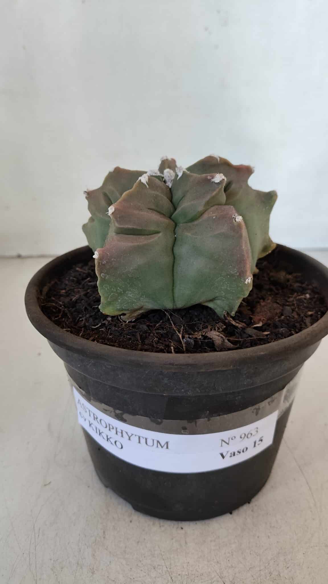ASTROPHYTUM cv KIKKO  Nº 963 – vaso 15