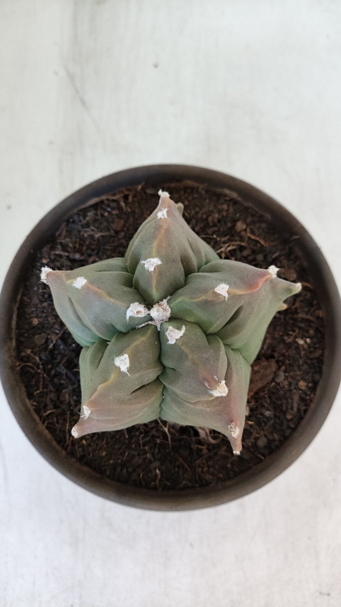ASTROPHYTUM cv KIKKO  Nº 963 – vaso 15